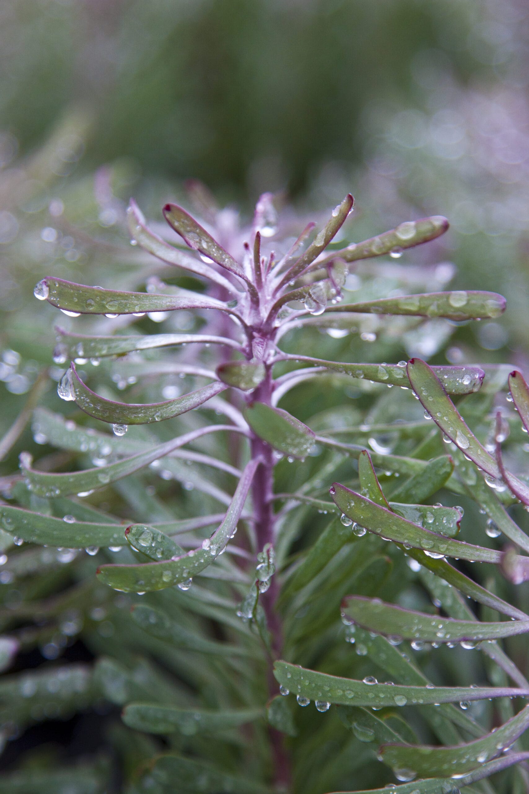 Leucadendron Purple Haze