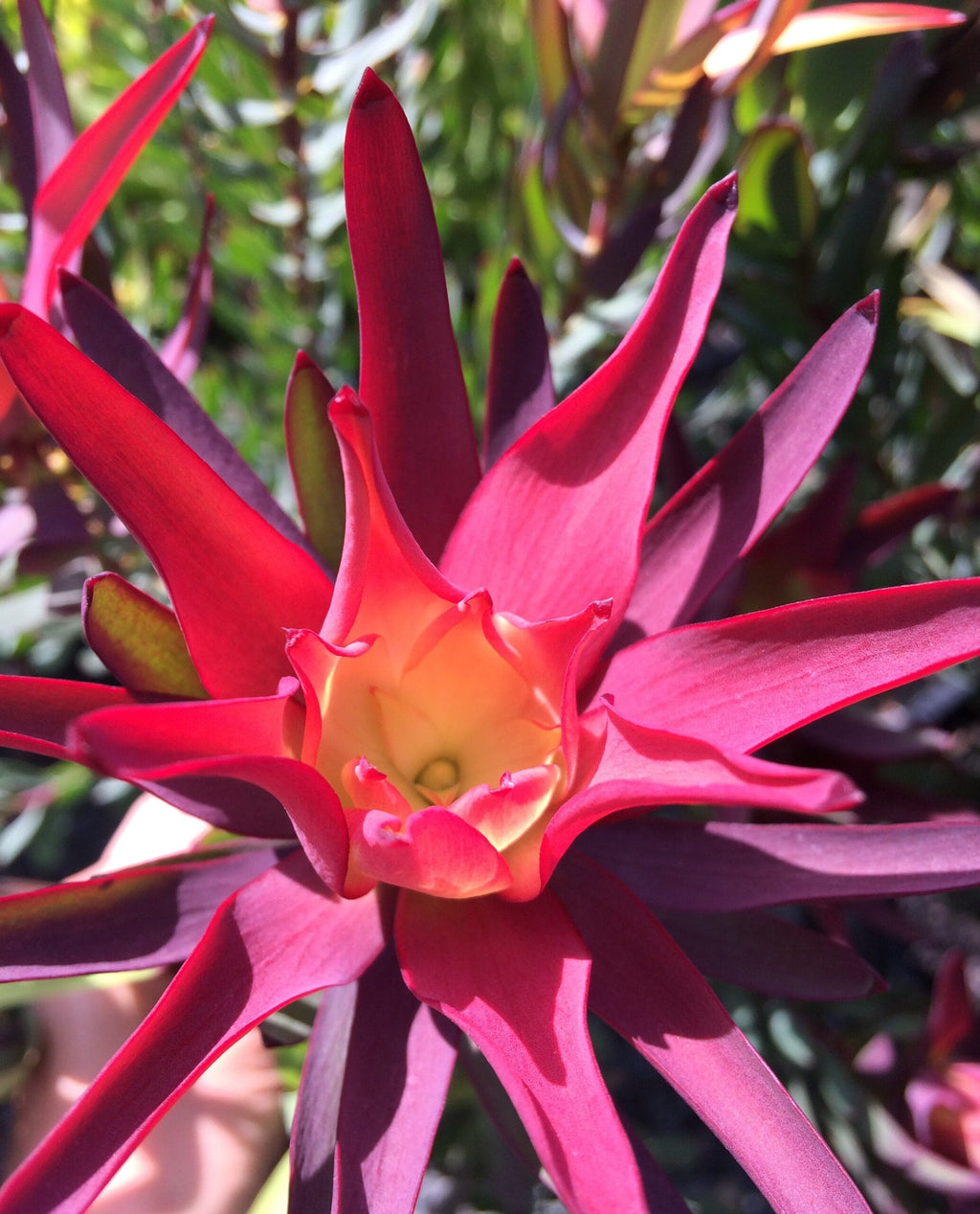 Leucadendron Red Devil
