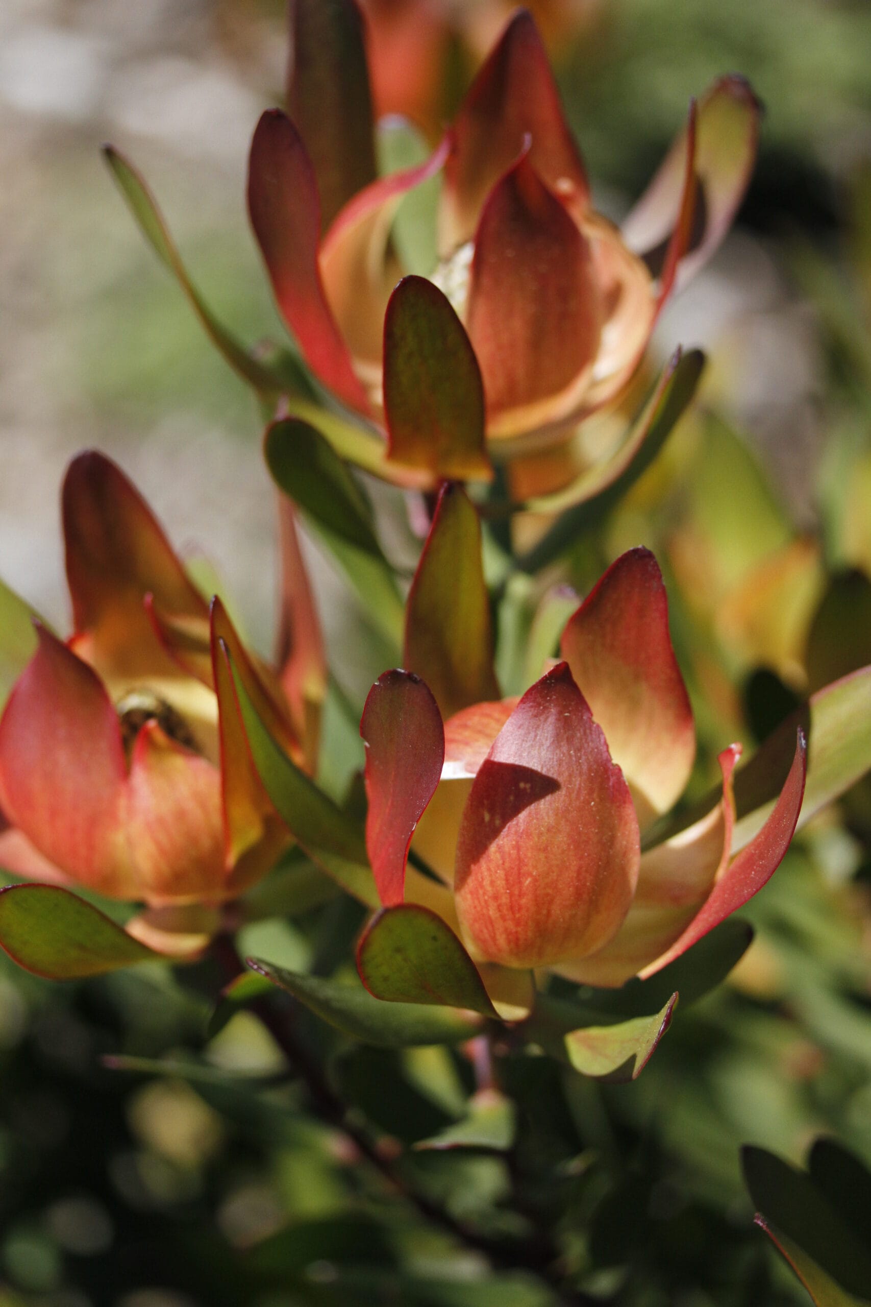 Leucadendron Red Gem