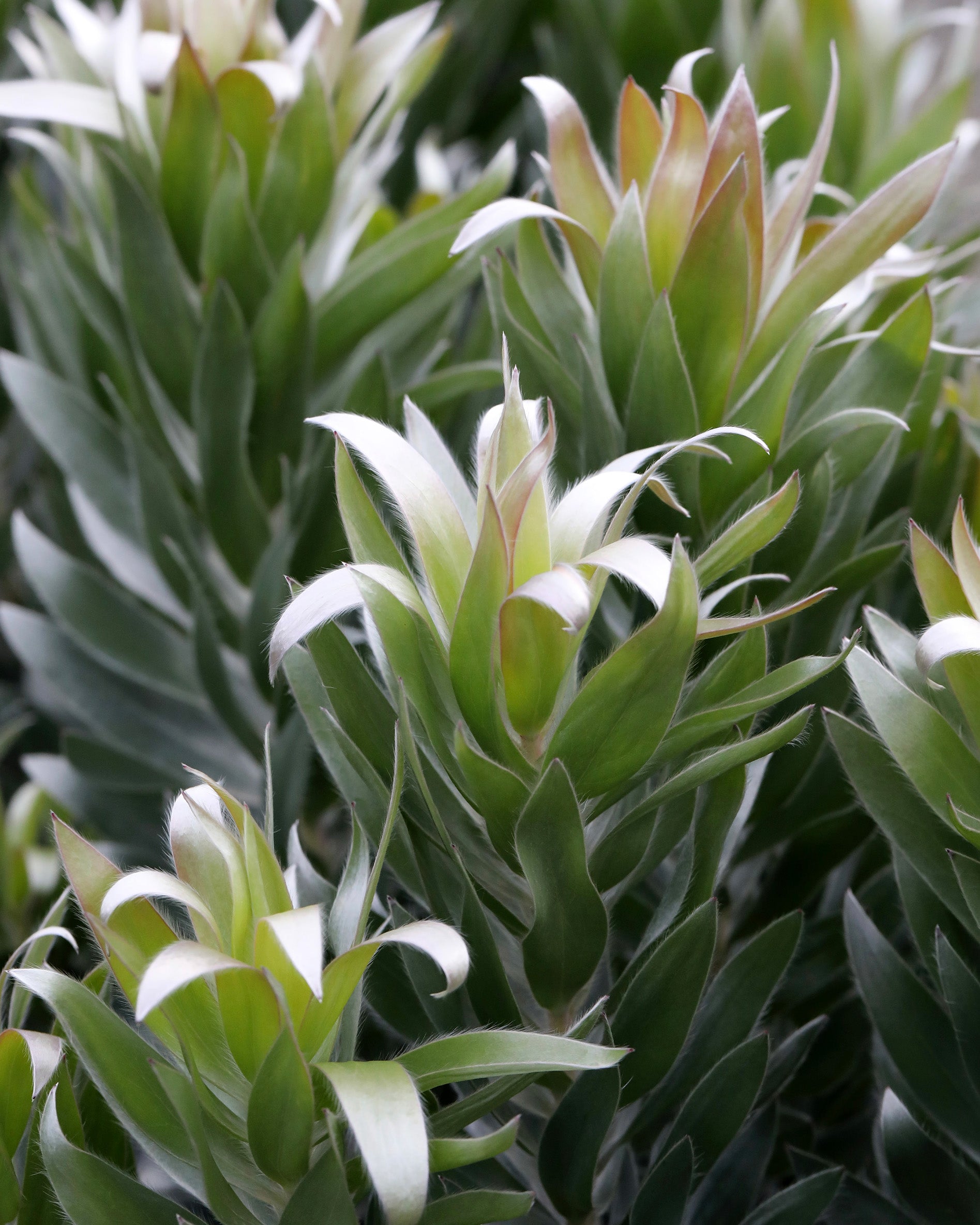 Leucadendron Silver Tree