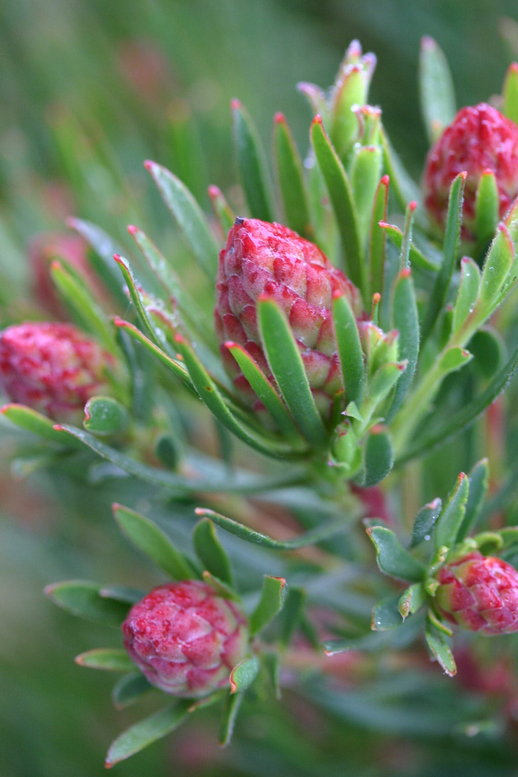 Leucadendron Strawberry Fair