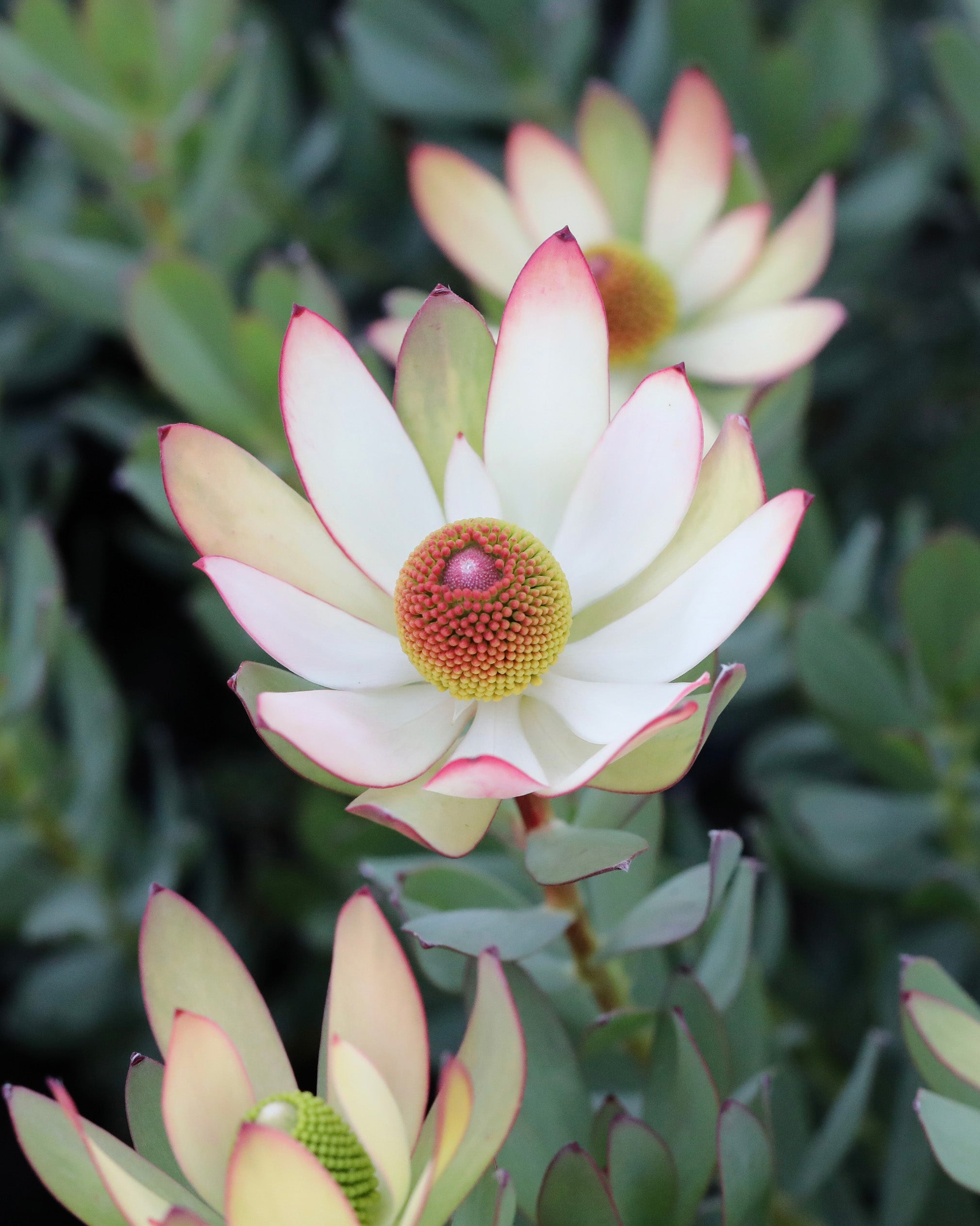 Leucadendron Summer Flame