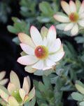 Leucadendron Summer Flame