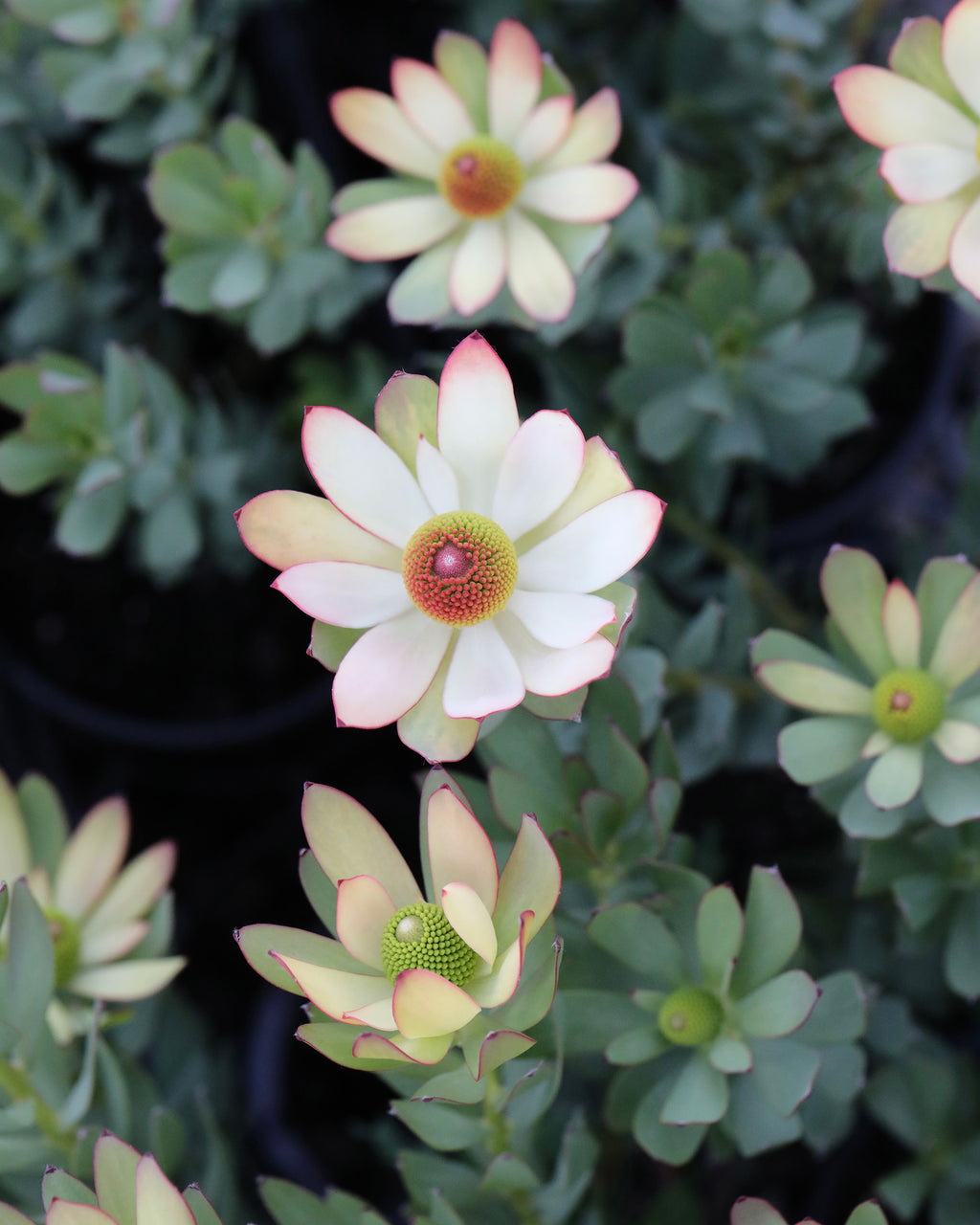 Leucadendron Summer Flame