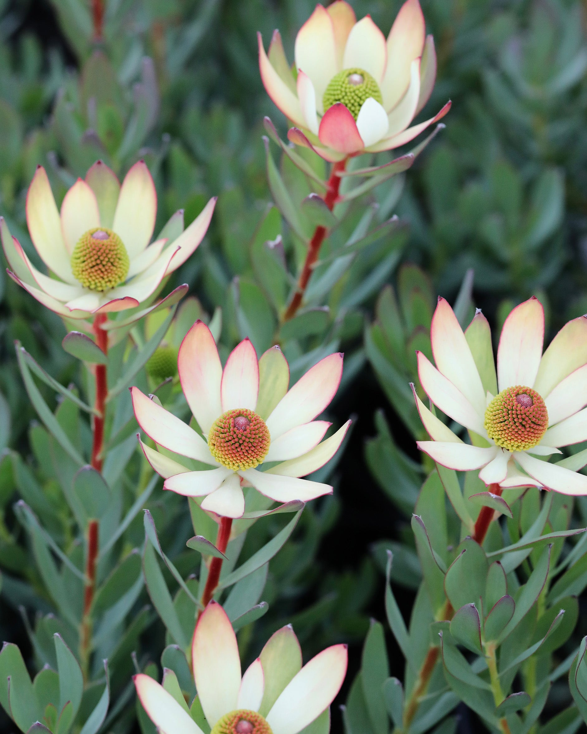 Leucadendron Summer Flame