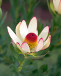 Leucadendron Summer Flame