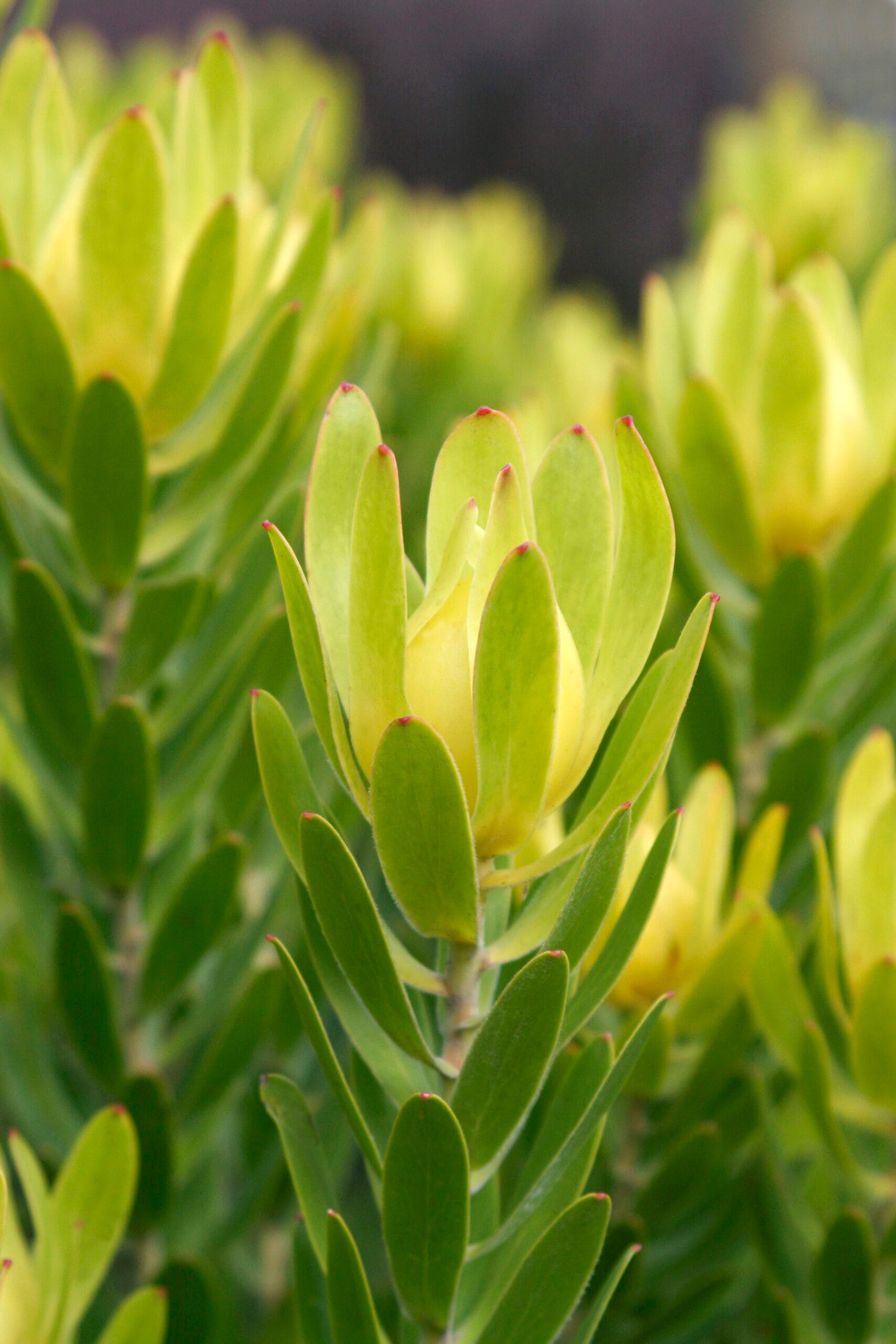 Leucadendron Winter Gold