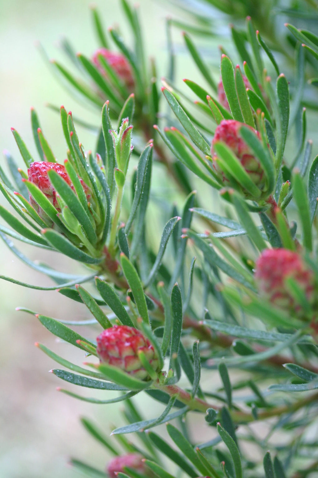Leucadendron Strawberry Fair