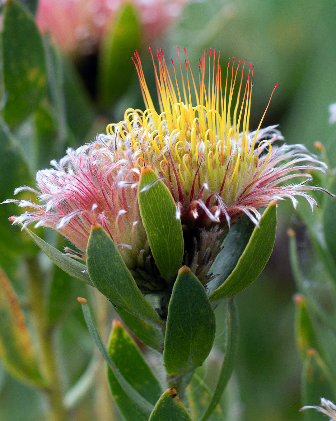 Leucospermum Calypso Pink - Vibrant Plant For Pots & Low-Water Gardens ...