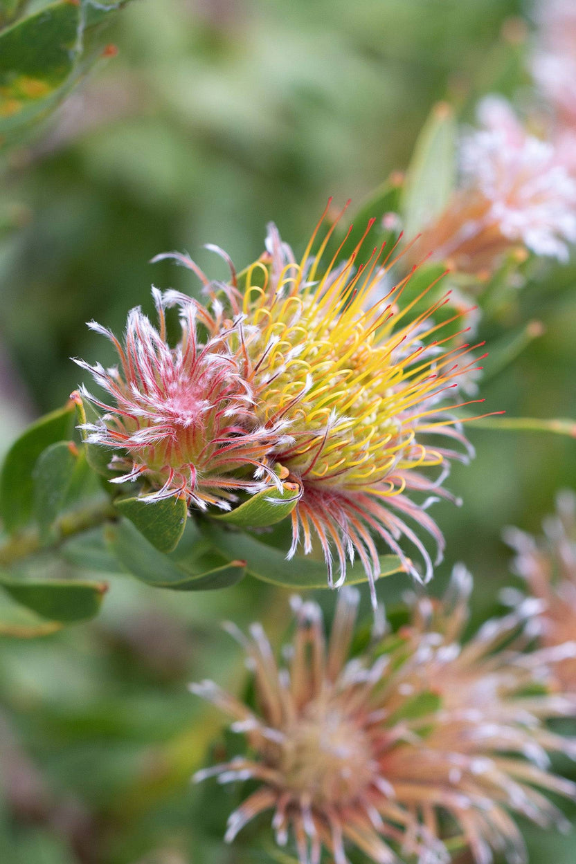 Leucospermum Calypso Pink | Pink Pincushion Protea Plant | Proteaflora