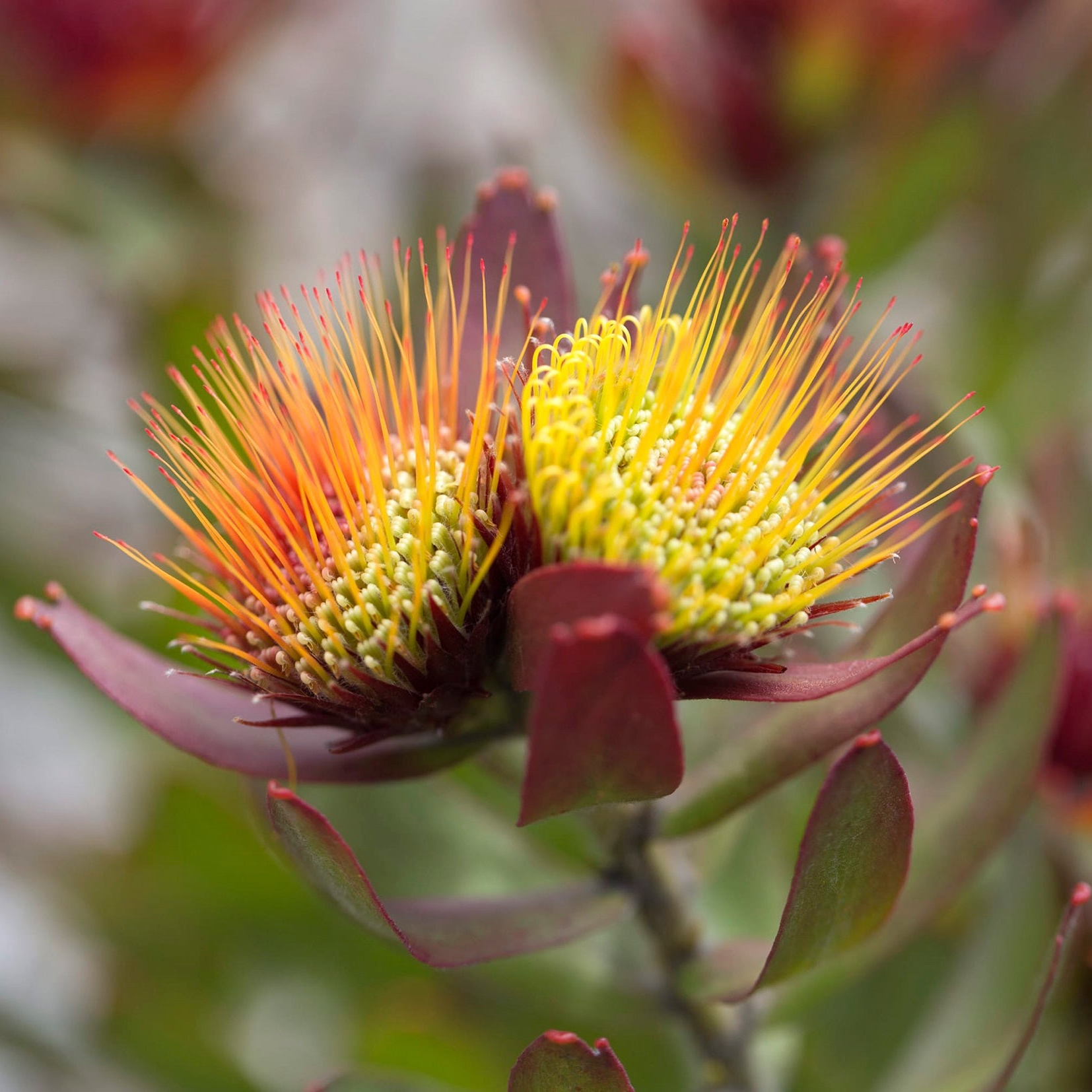 Leucospermum Calypso Red