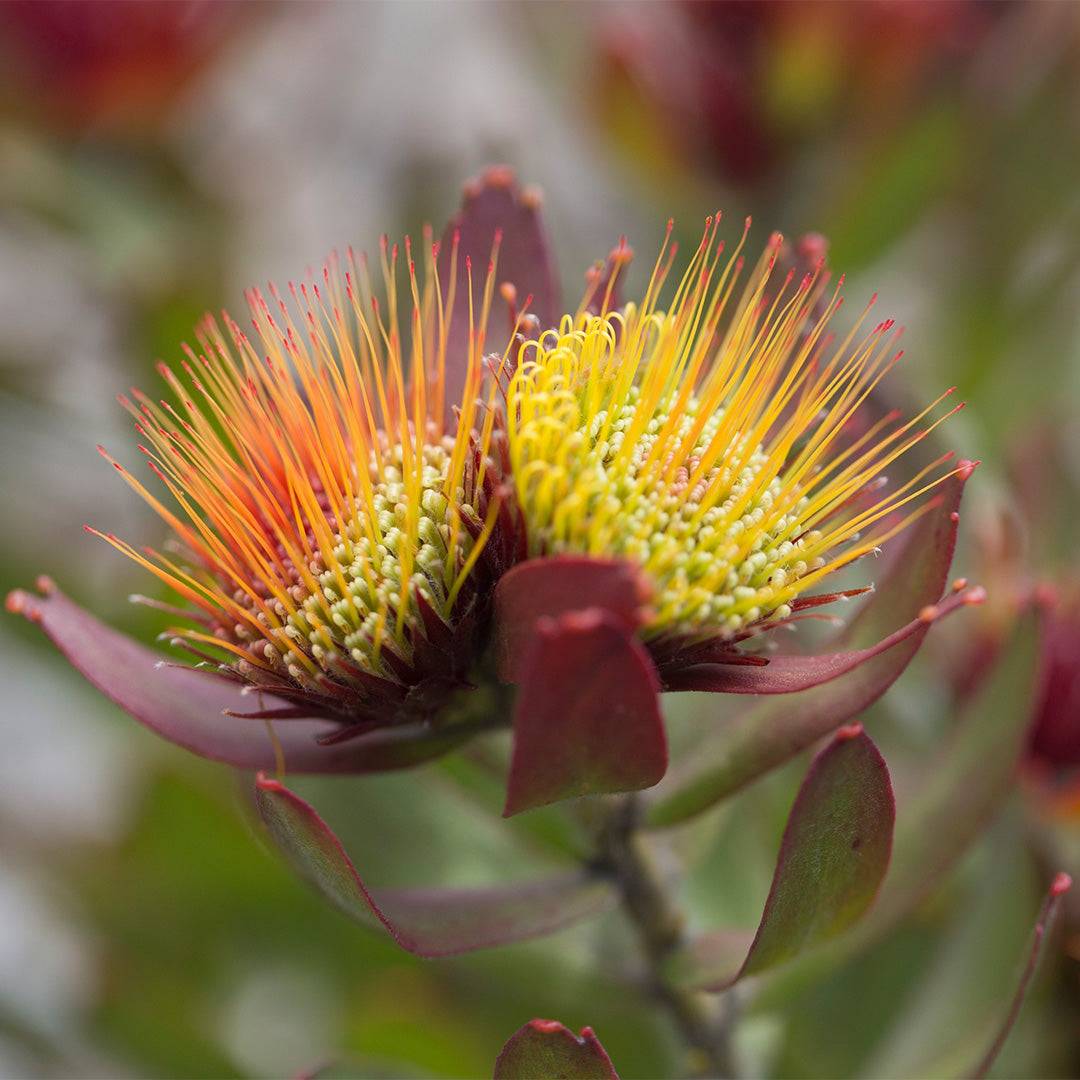 Leucospermum Calypso Red