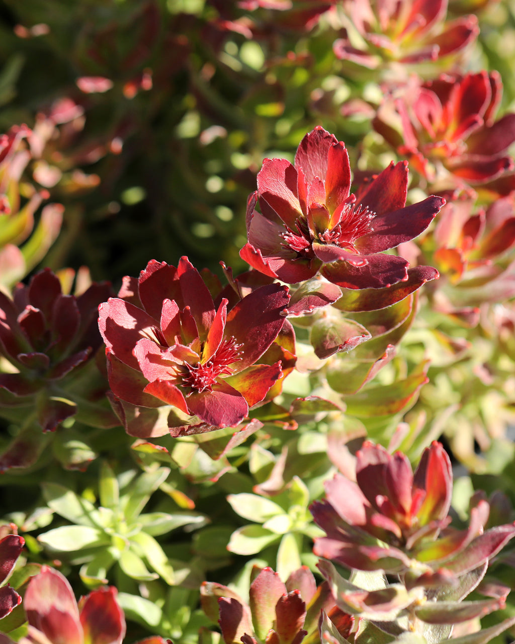 Leucospermum Calypso Red