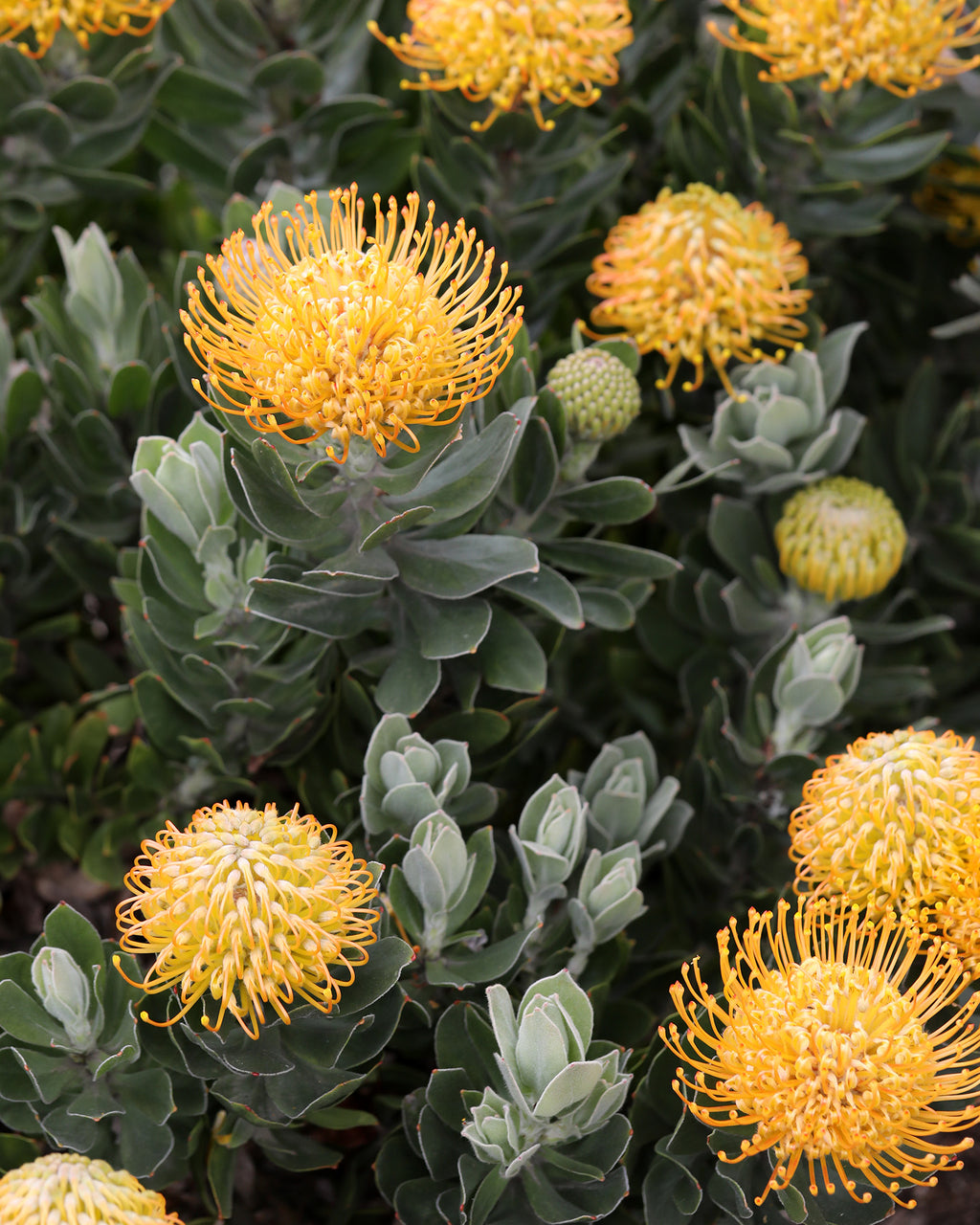 Leucospermum Carnival Copper