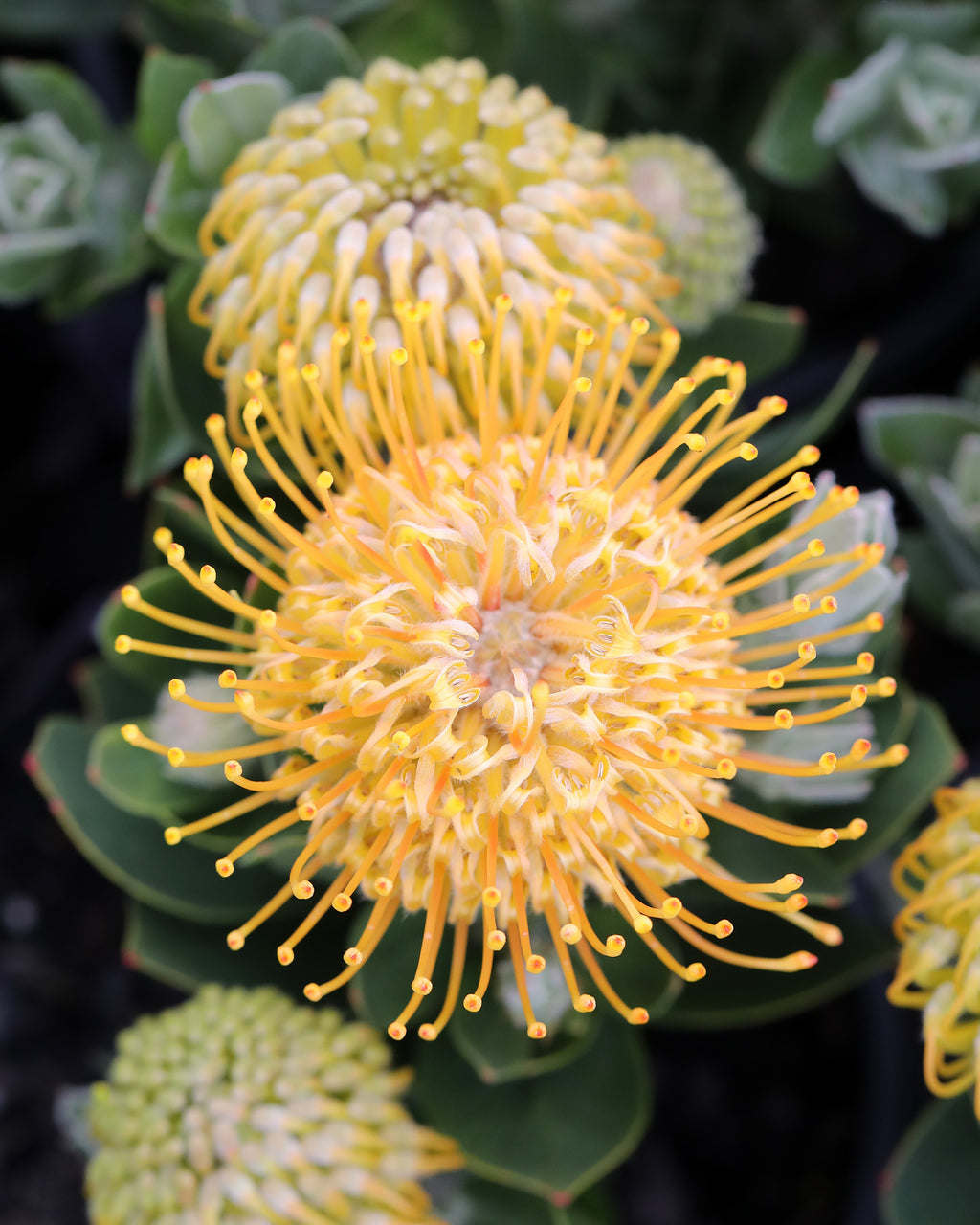 Leucospermum Carnival Copper