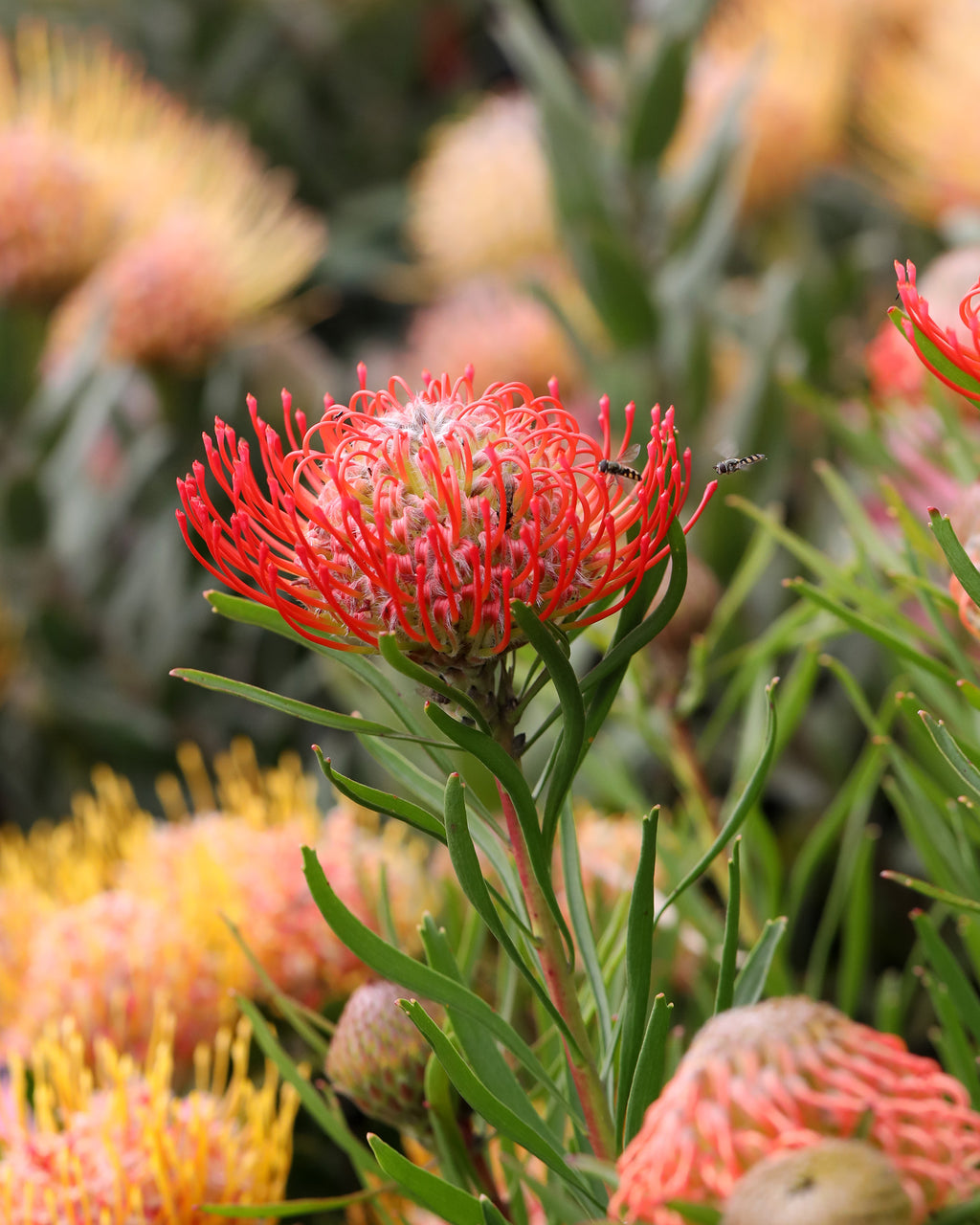 Leucospermum Carnival® Flame