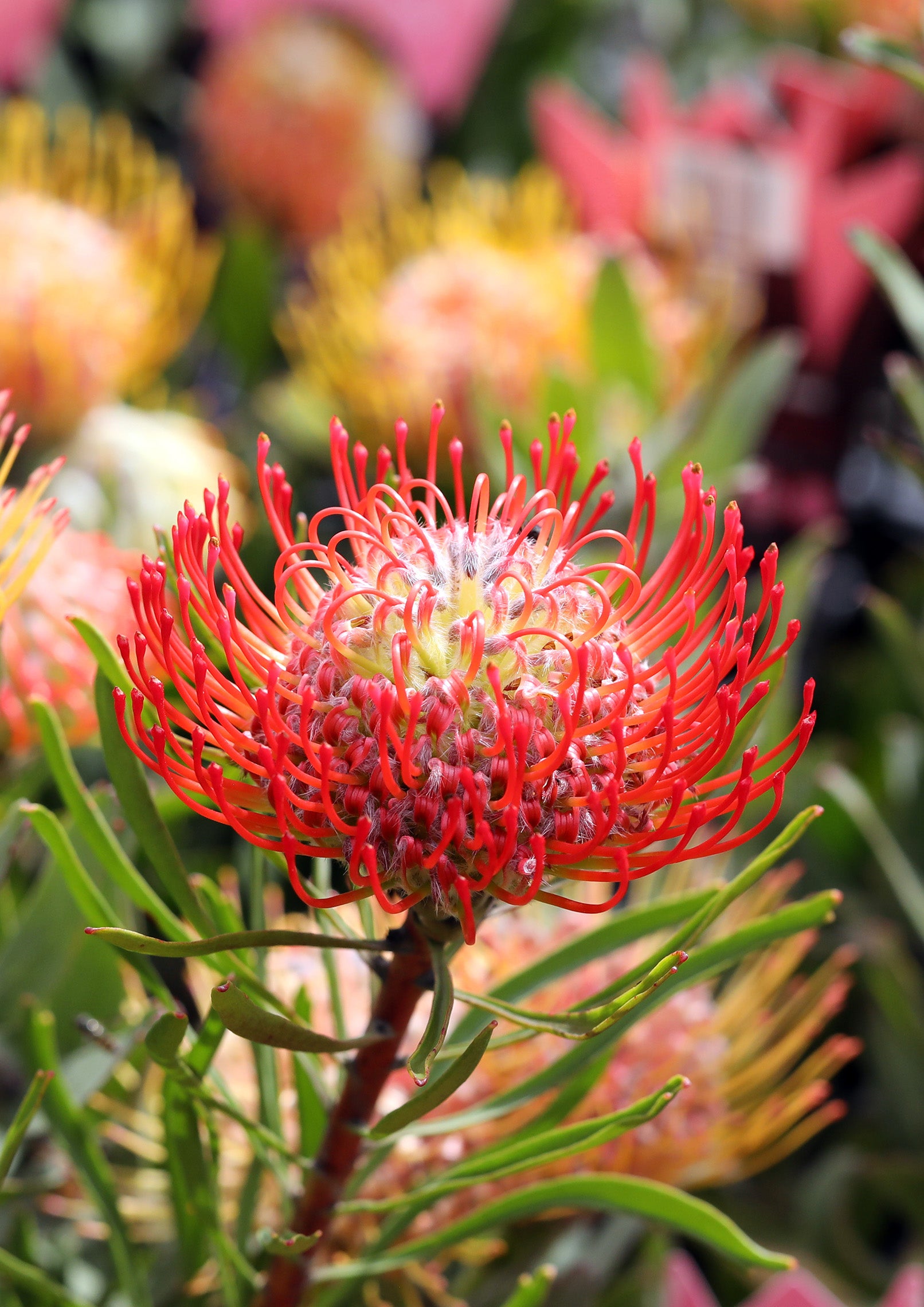 Leucospermum Carnival® Flame