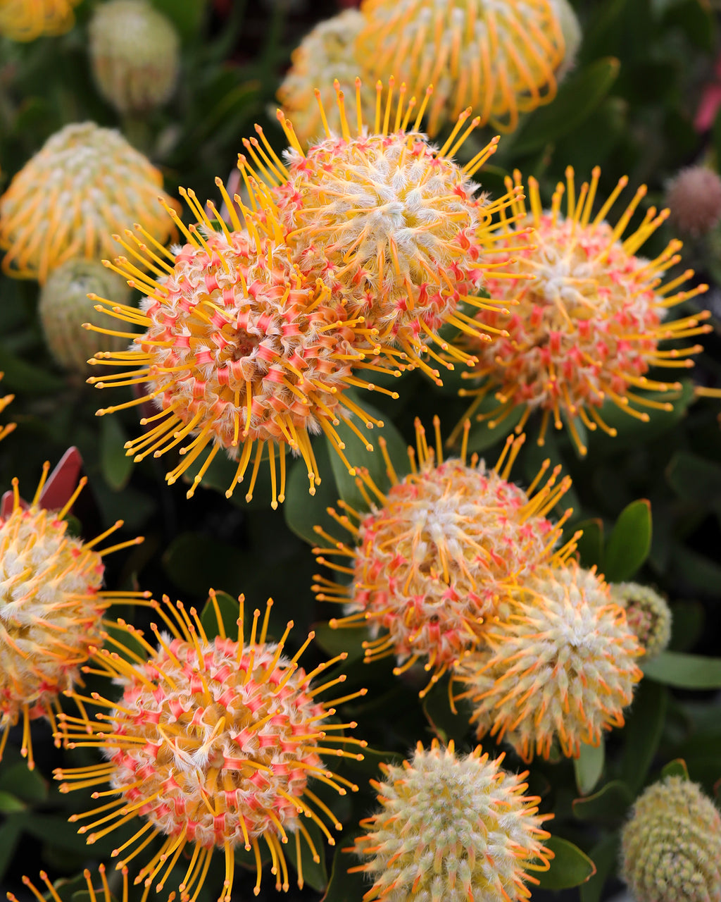 Leucospermum Carnival® Orange
