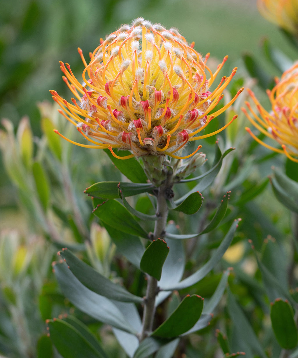 Leucospermum Carnival® Orange