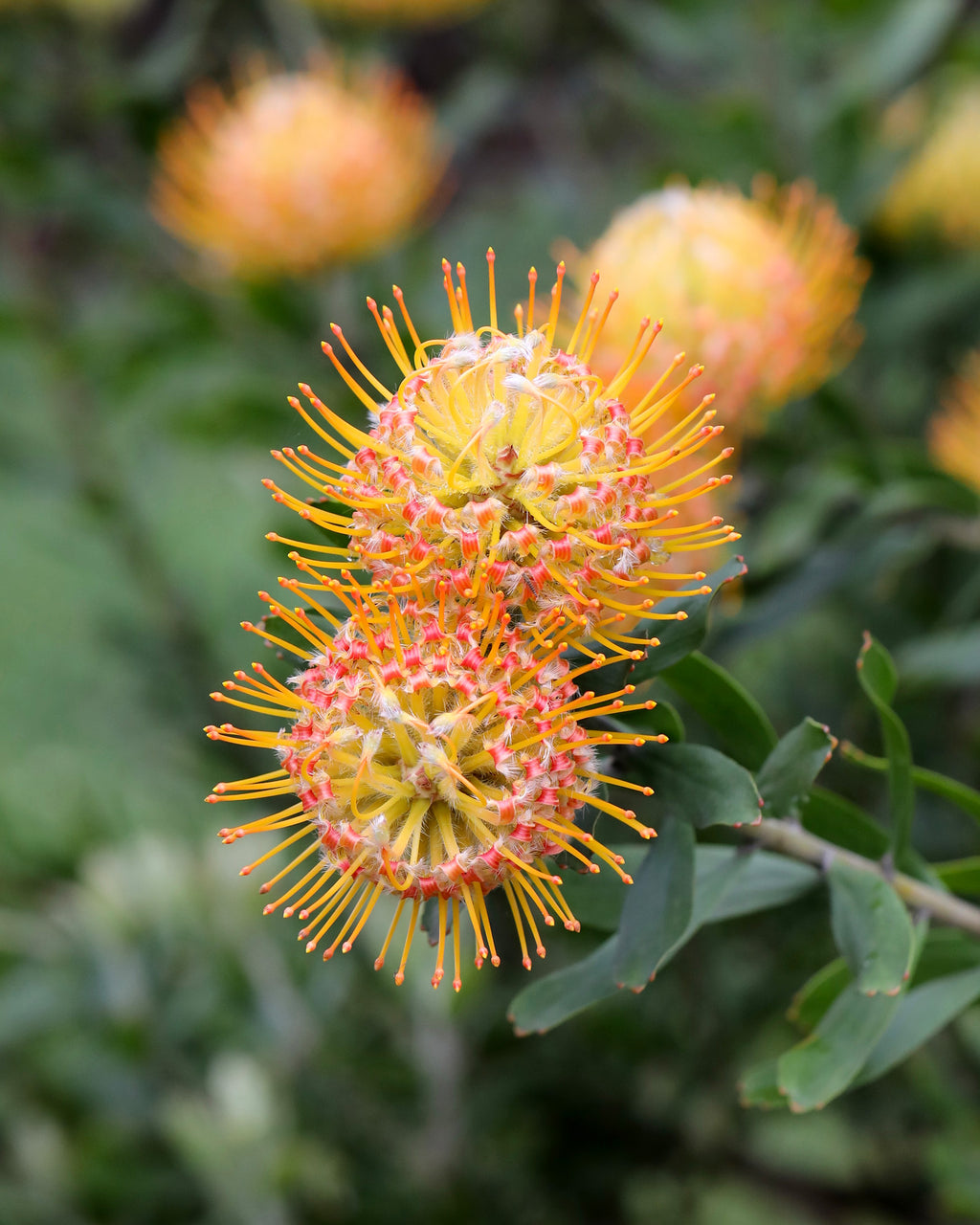 Leucospermum Carnival® Orange