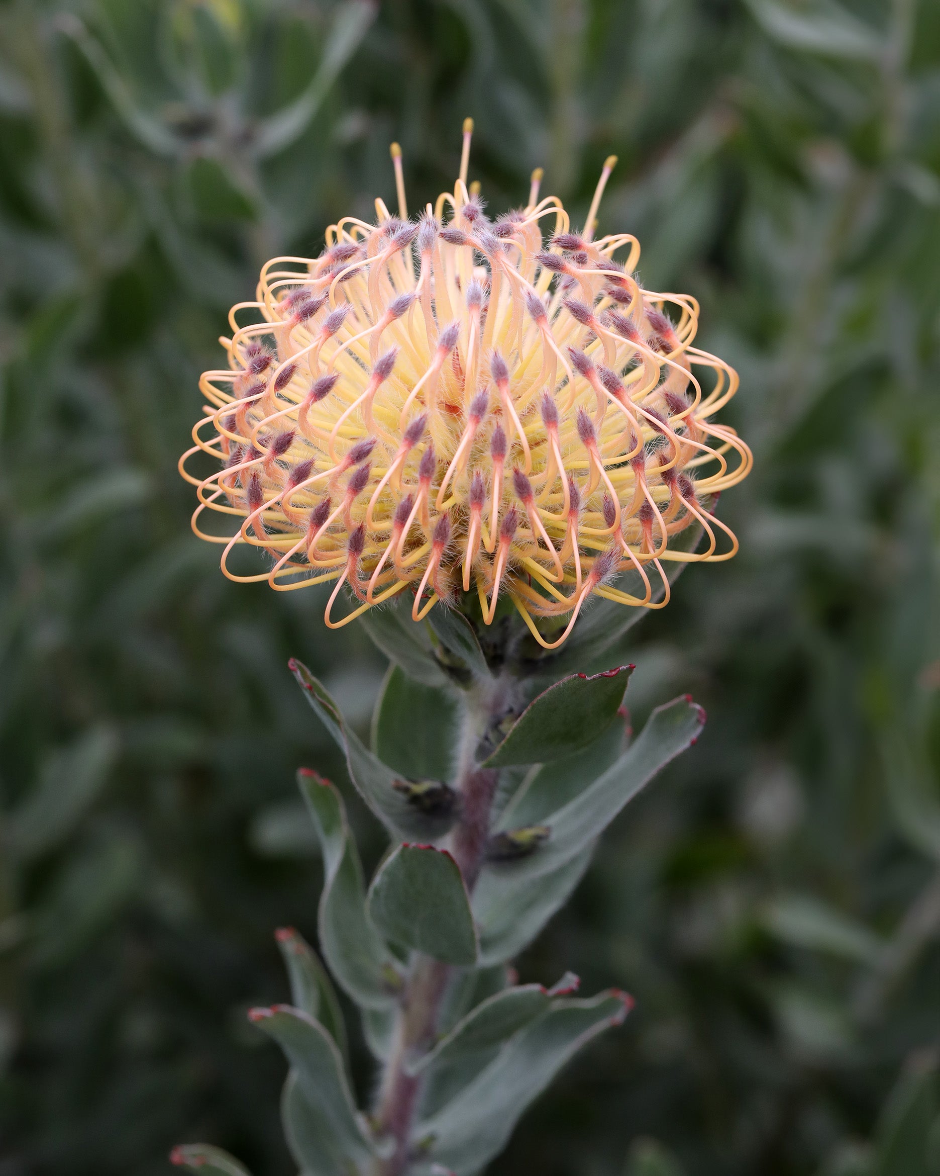Leucospermum Carnival® Peach