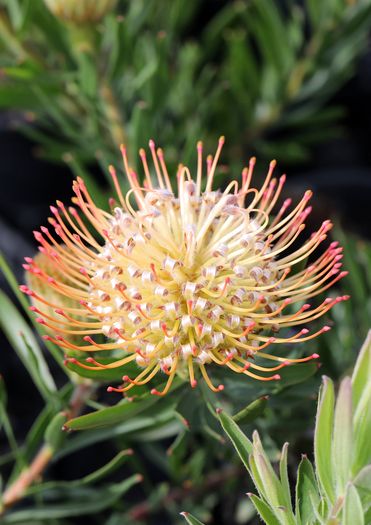 Leucospermum Carnival® Sunrise