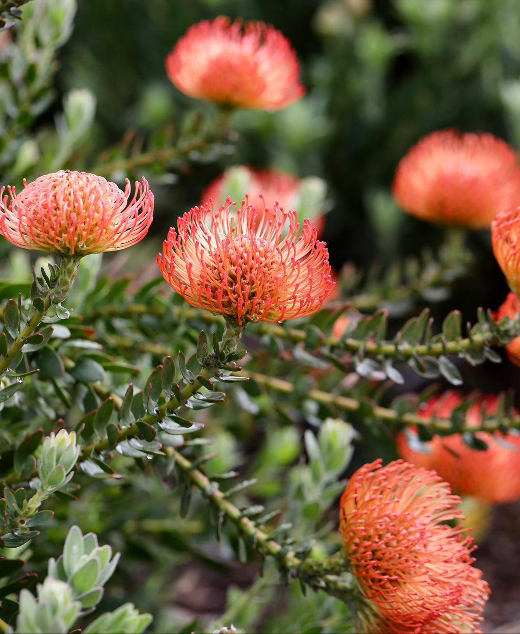 Leucospermum Cordifolium