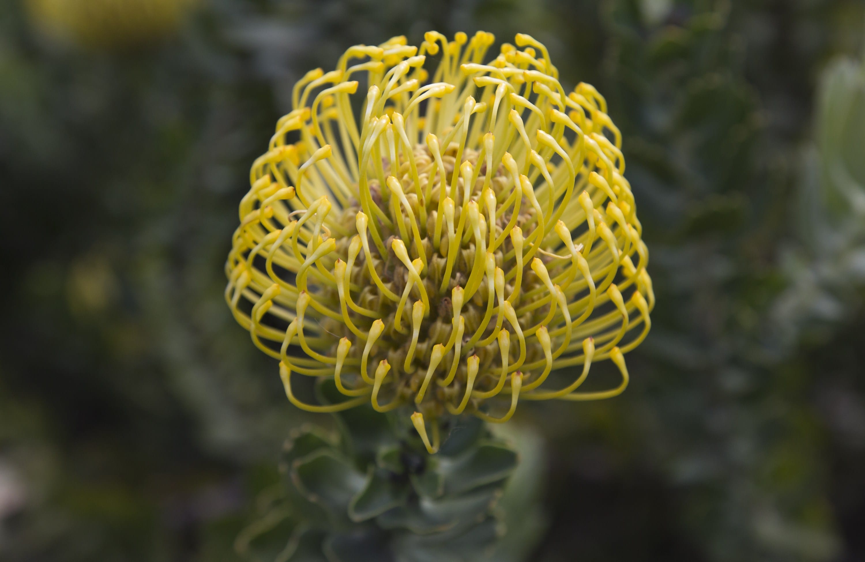 Leucospermum High Gold