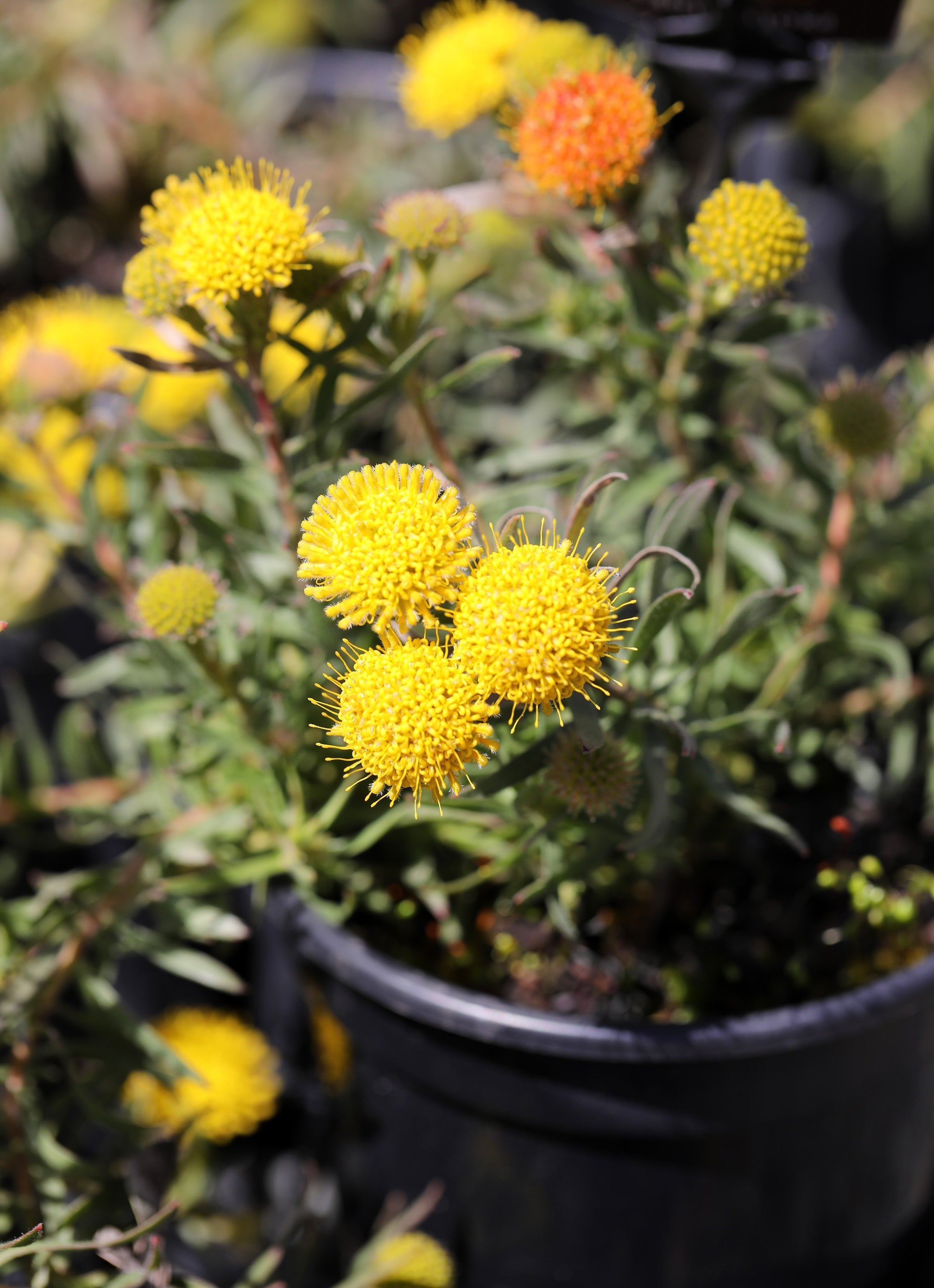 Leucospermum Prostratum