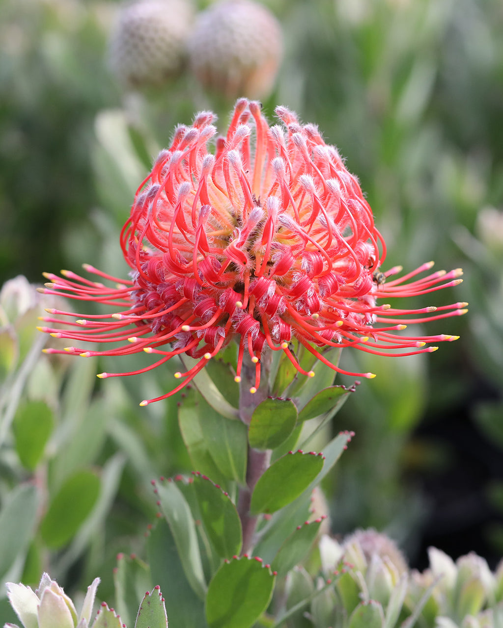 Leucospermum Red Phantom