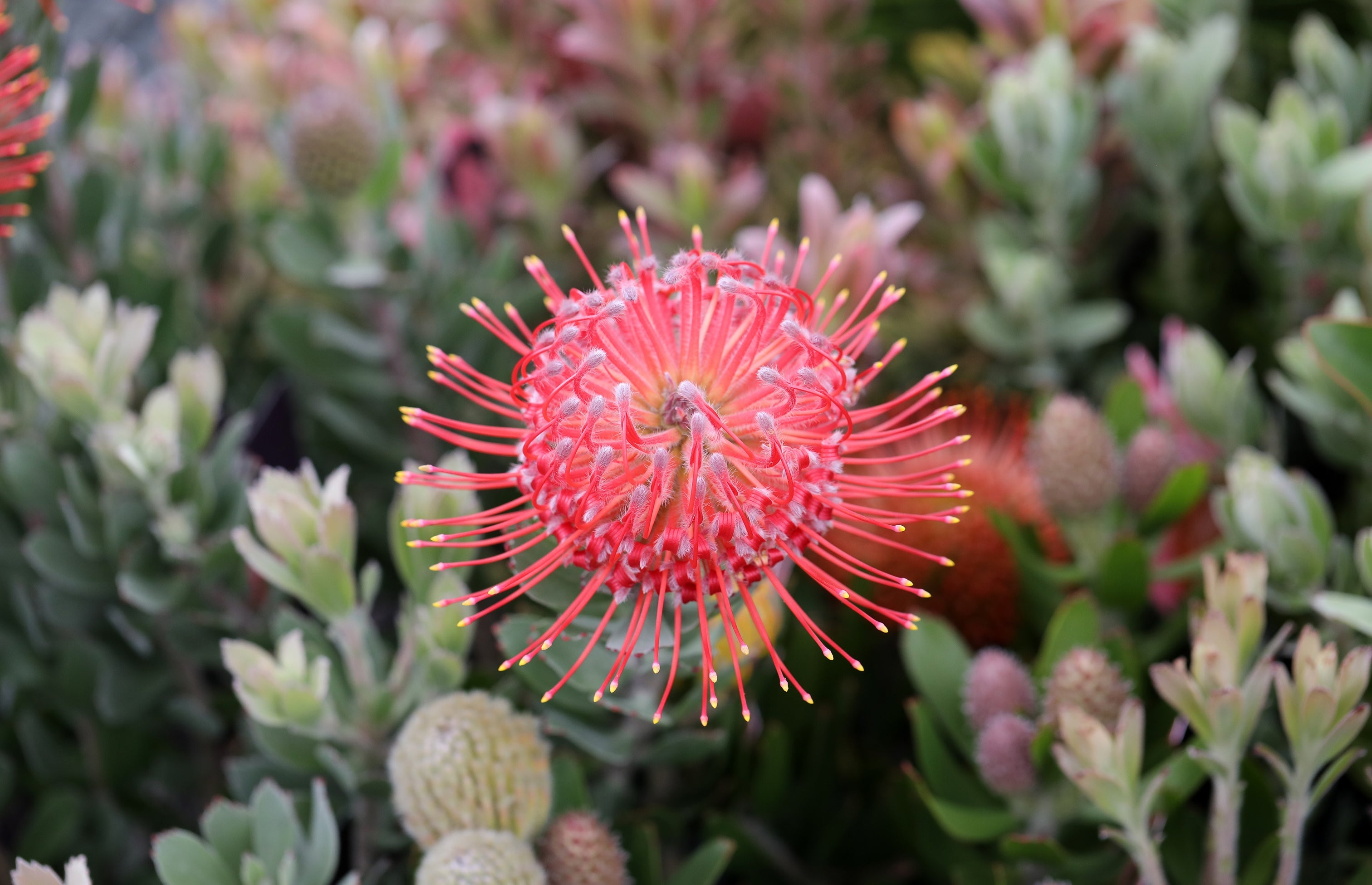 Leucospermum Red Phantom