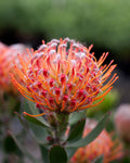 Leucospermum Scarlet Ribbon