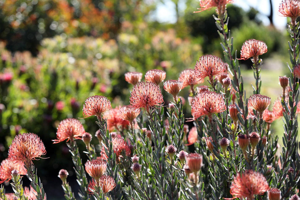 Leucospermum So Exotic