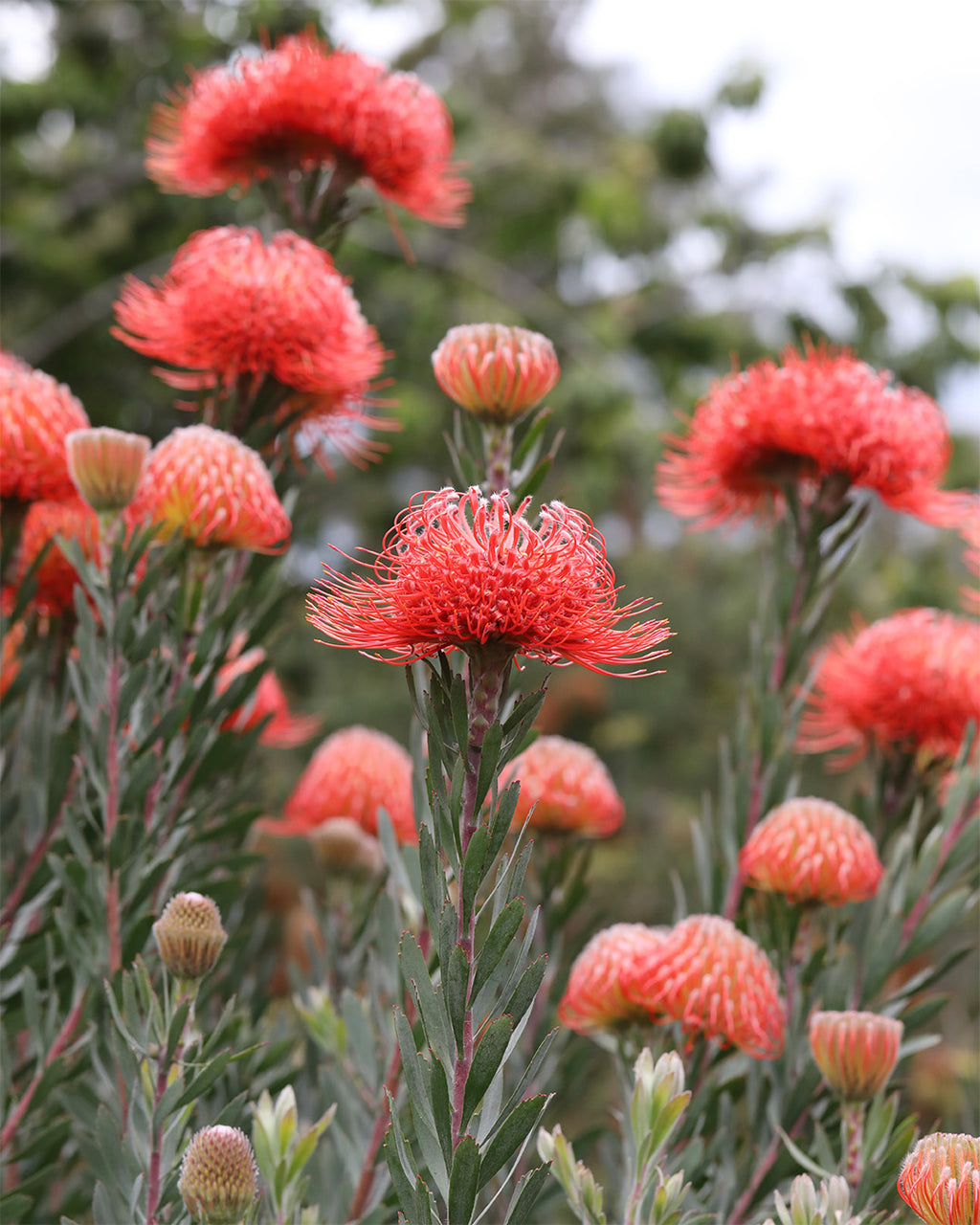 Leucospermum So Exquisite