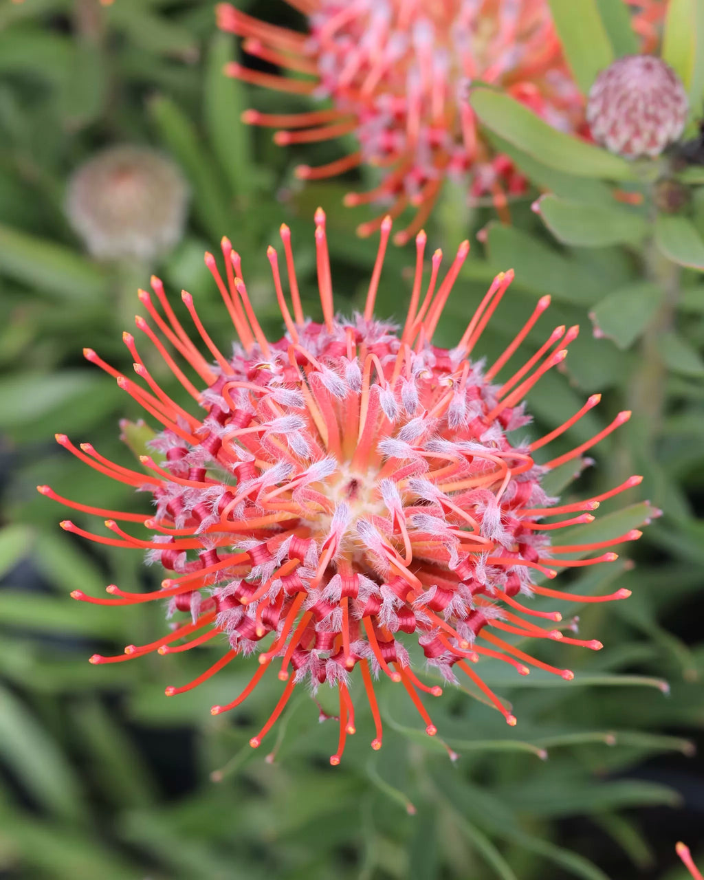 Leucospermum So Sincere