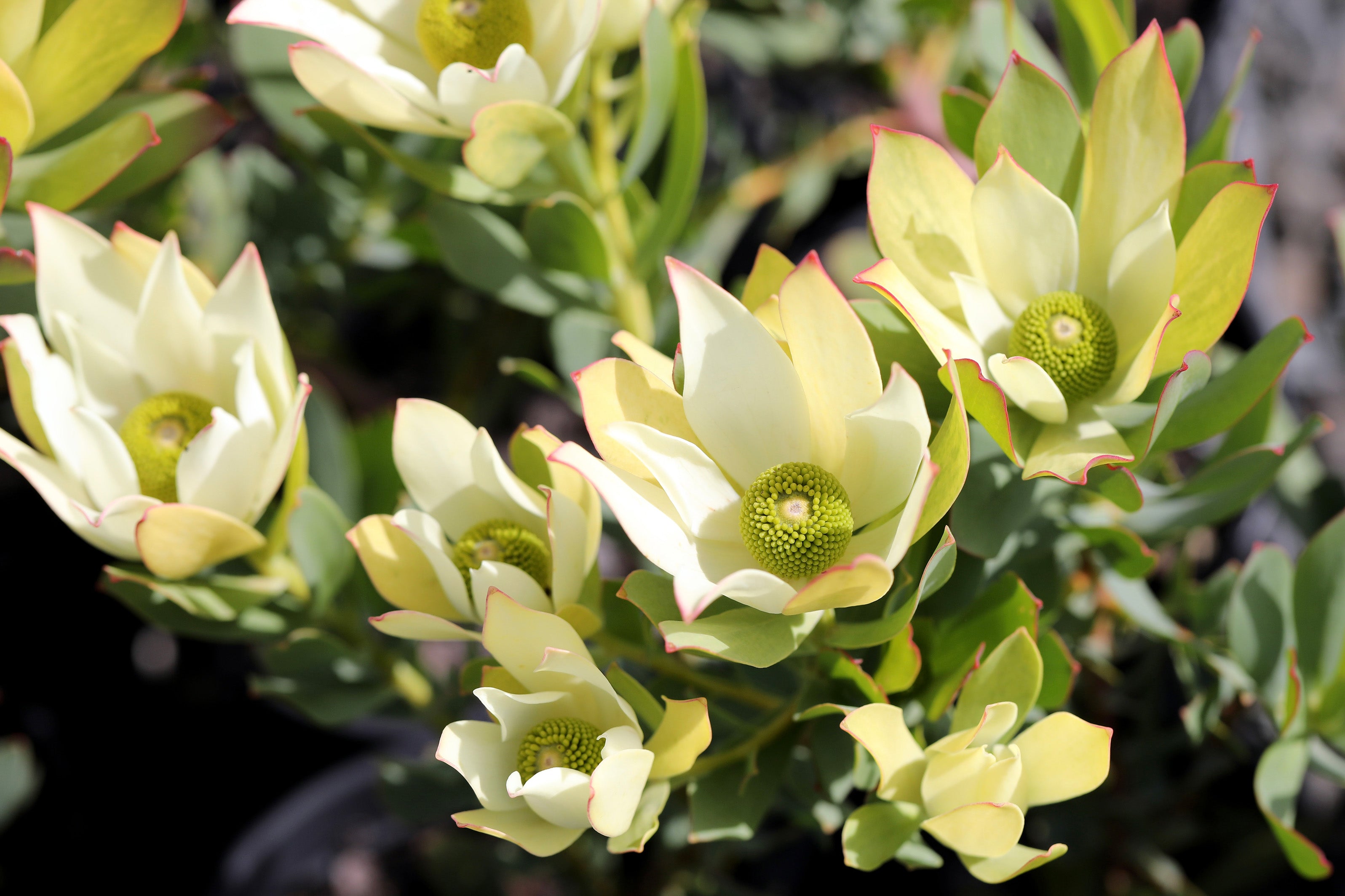 Leucadendron Lime Magic