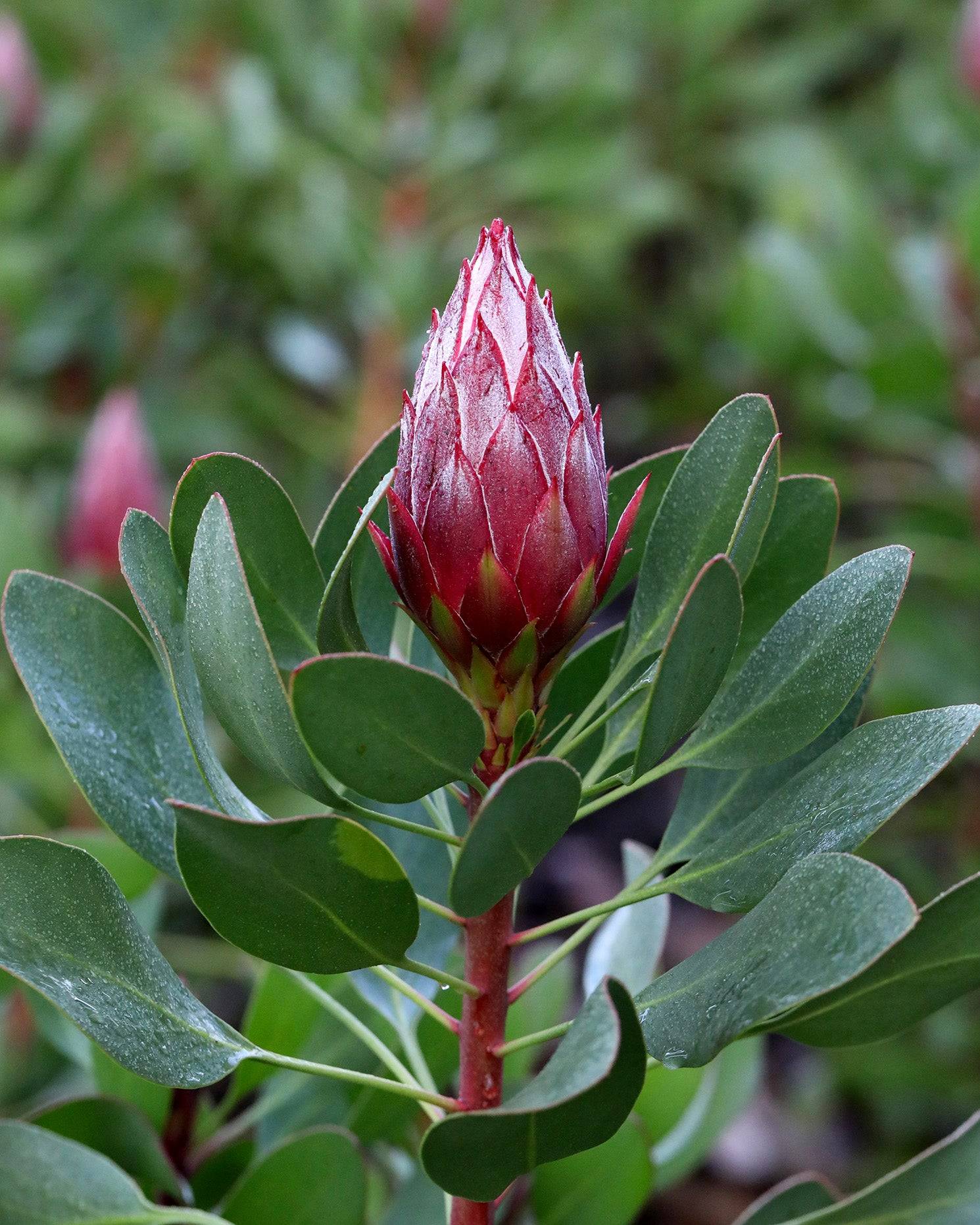 Protea Little Prince | Small King Protea Australia | Proteaflora