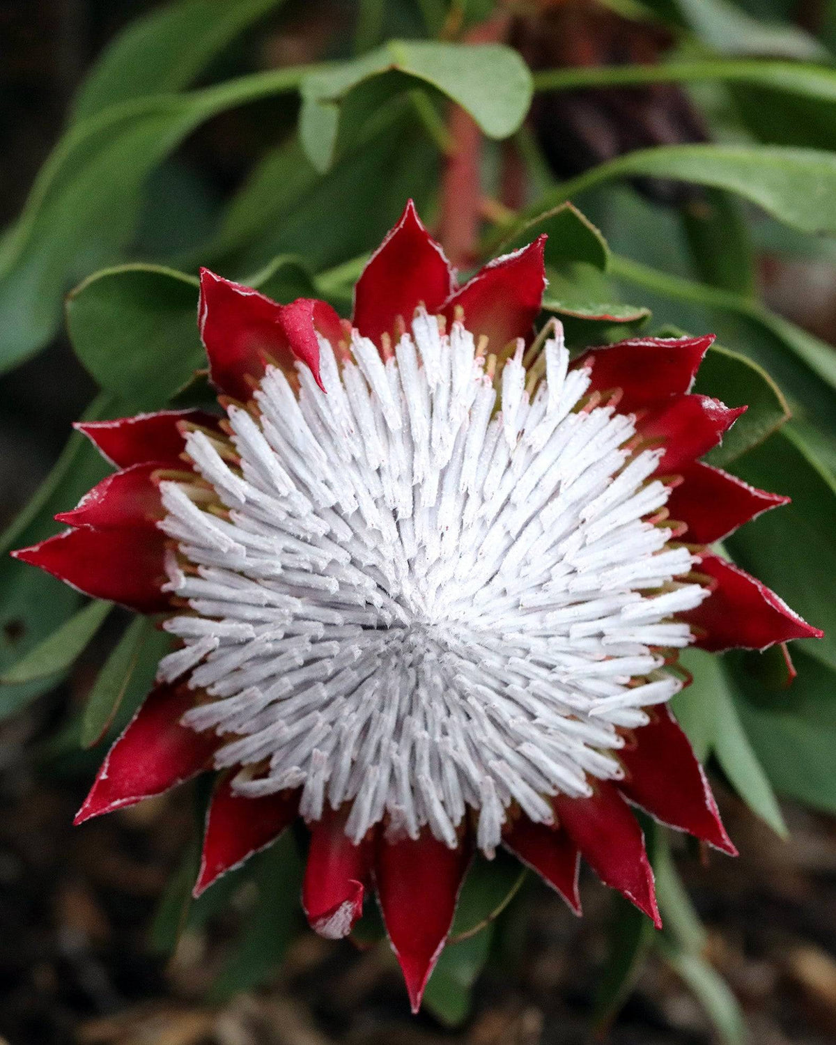 Protea Little Prince - Vibrant King Protea Plant For Sale Australia ...
