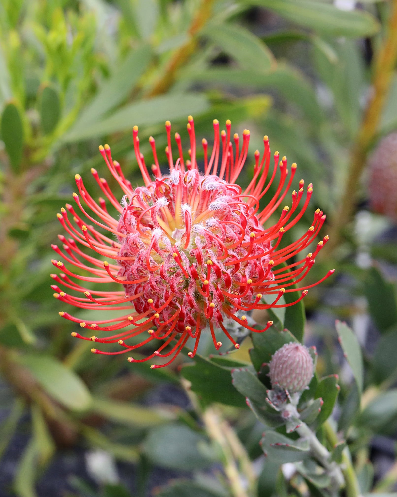 Leucospermum Rigoletto