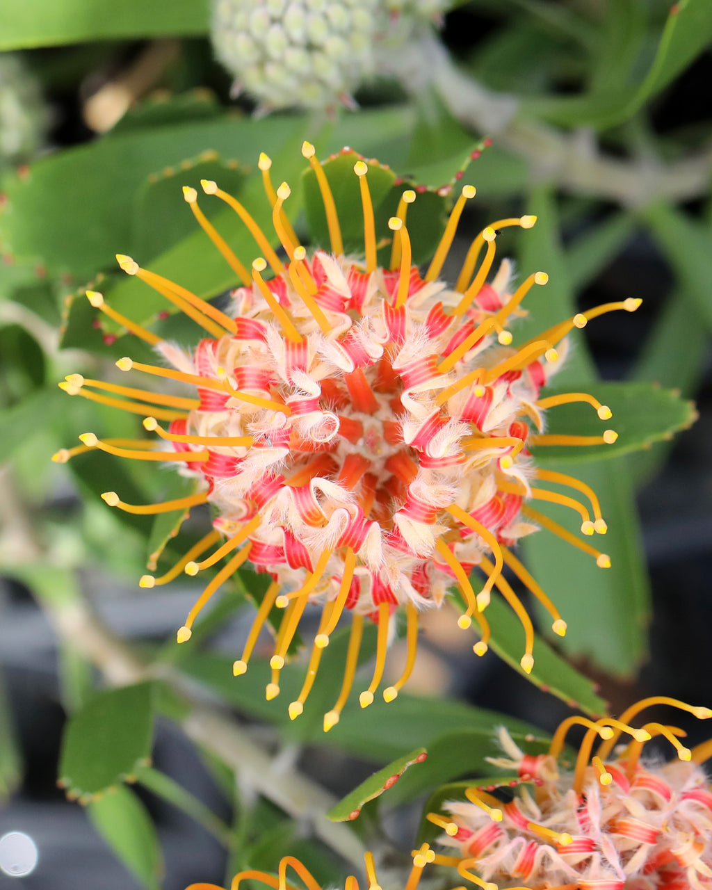 Leucospermum Mardi Gras Petite