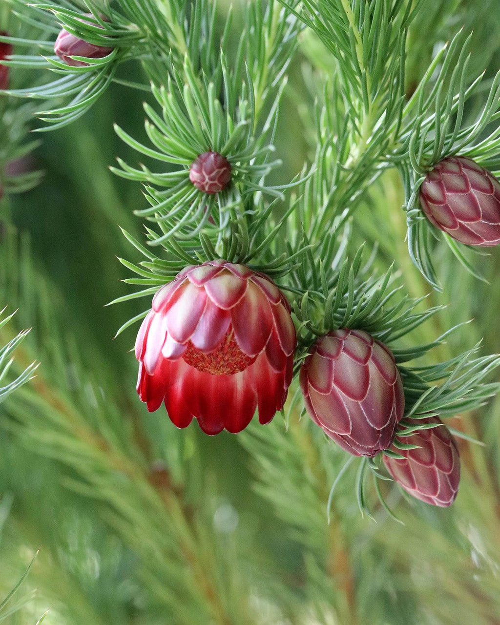 Protea Nana