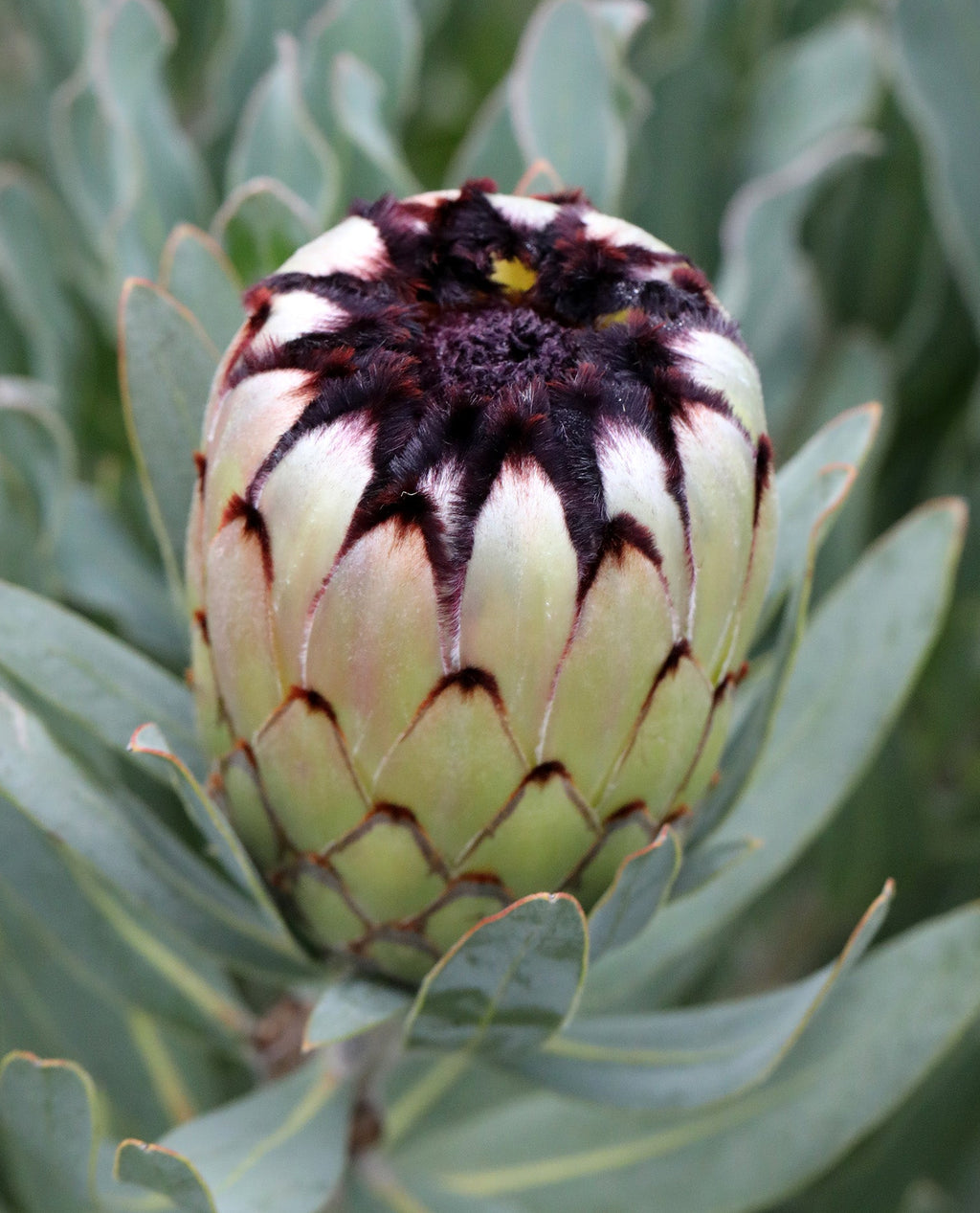 Protea Niobe