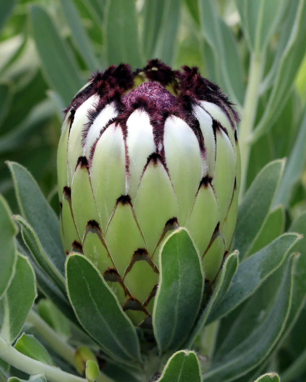 Protea Niobe