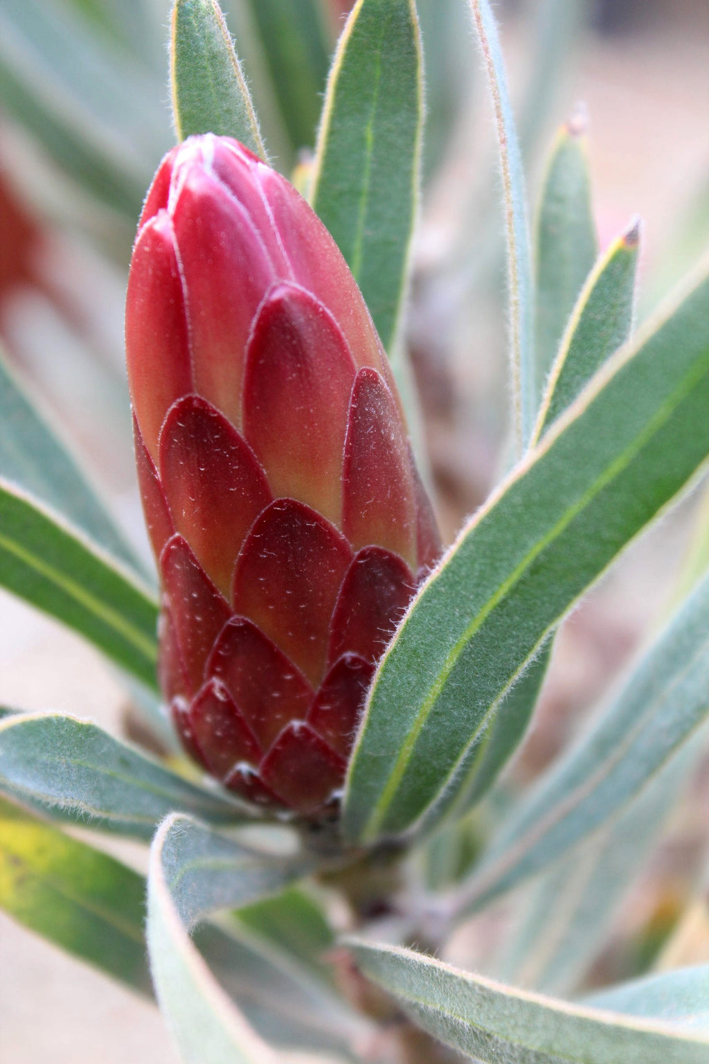 Protea Pandora
