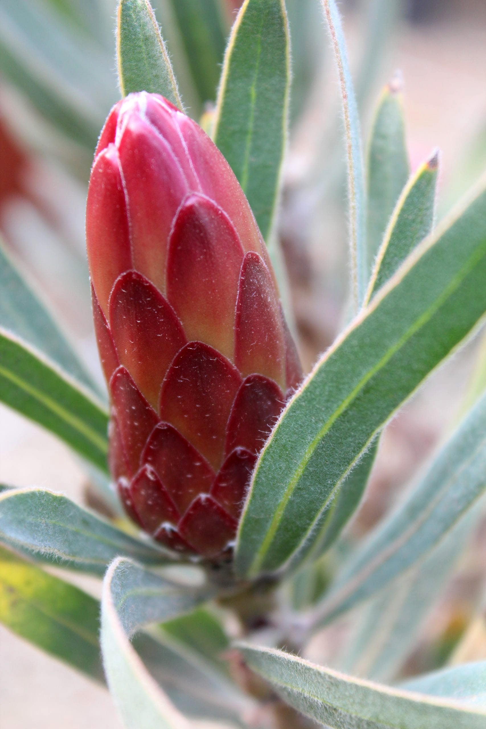 Protea Pandora