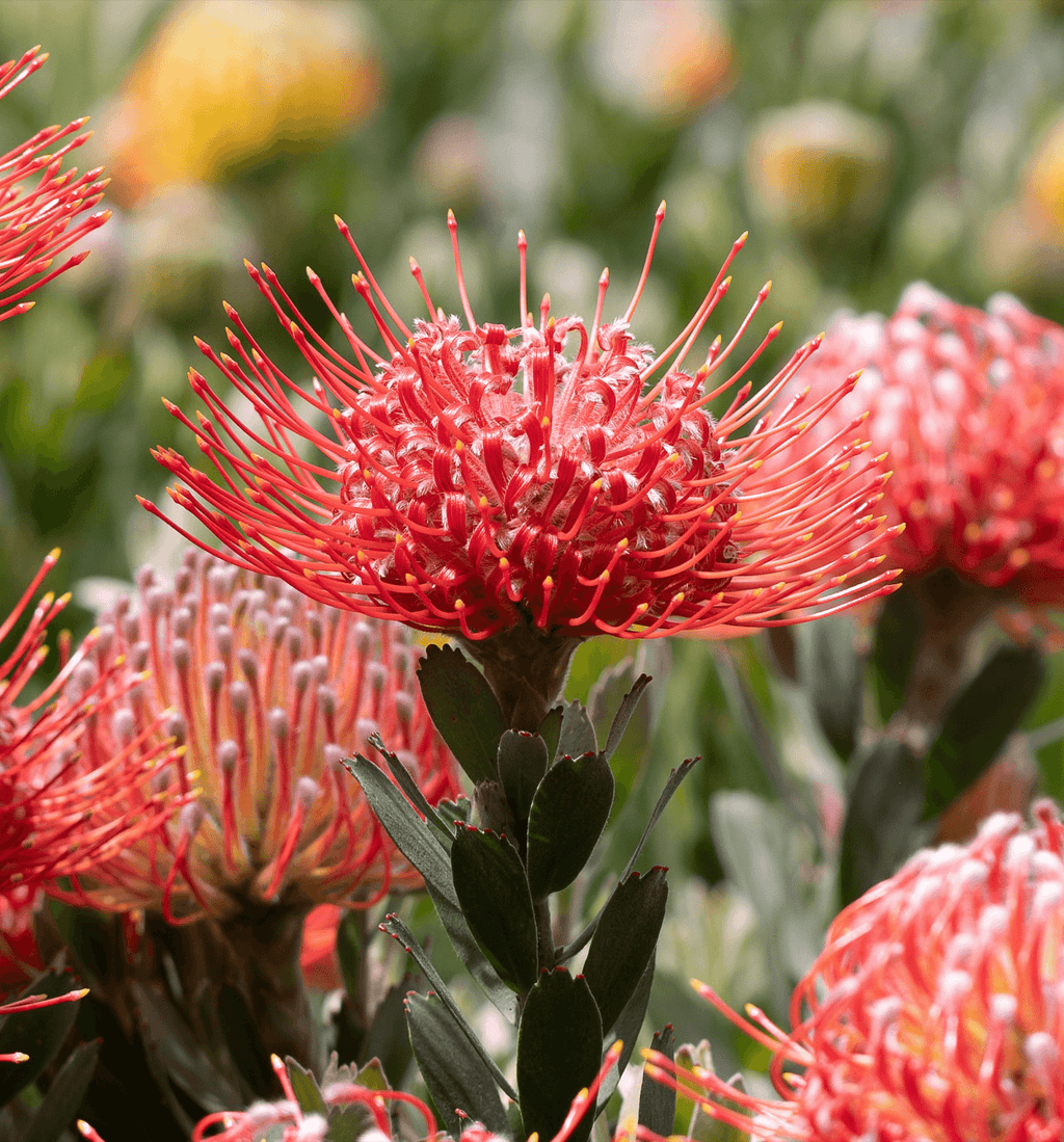 Leucospermum Red Phantom