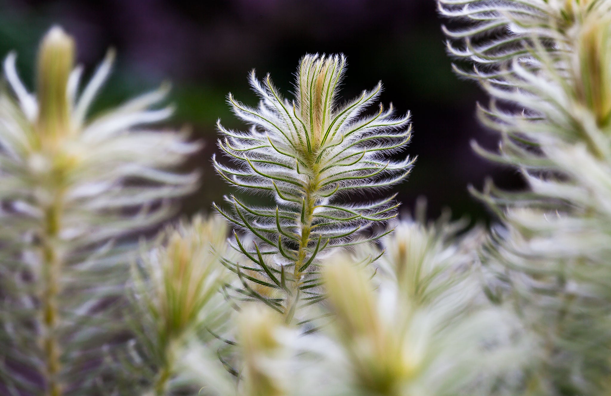 Phylica Plant Range