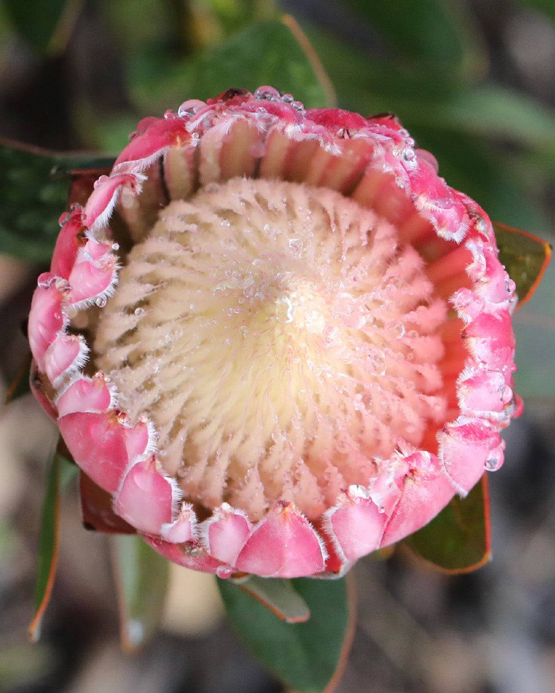 Protea Pink Cream