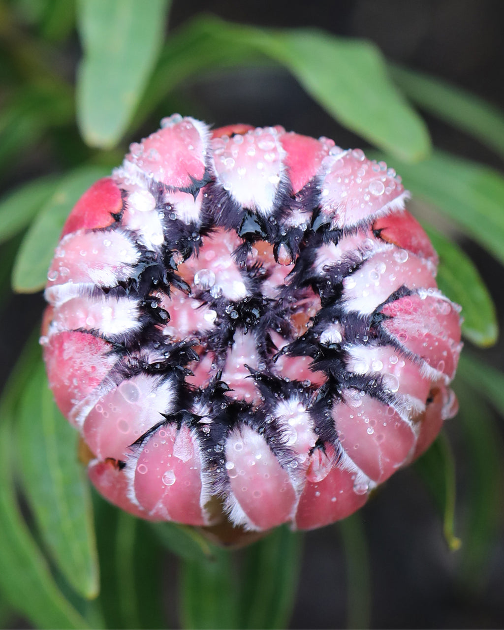 Protea Pink Mink