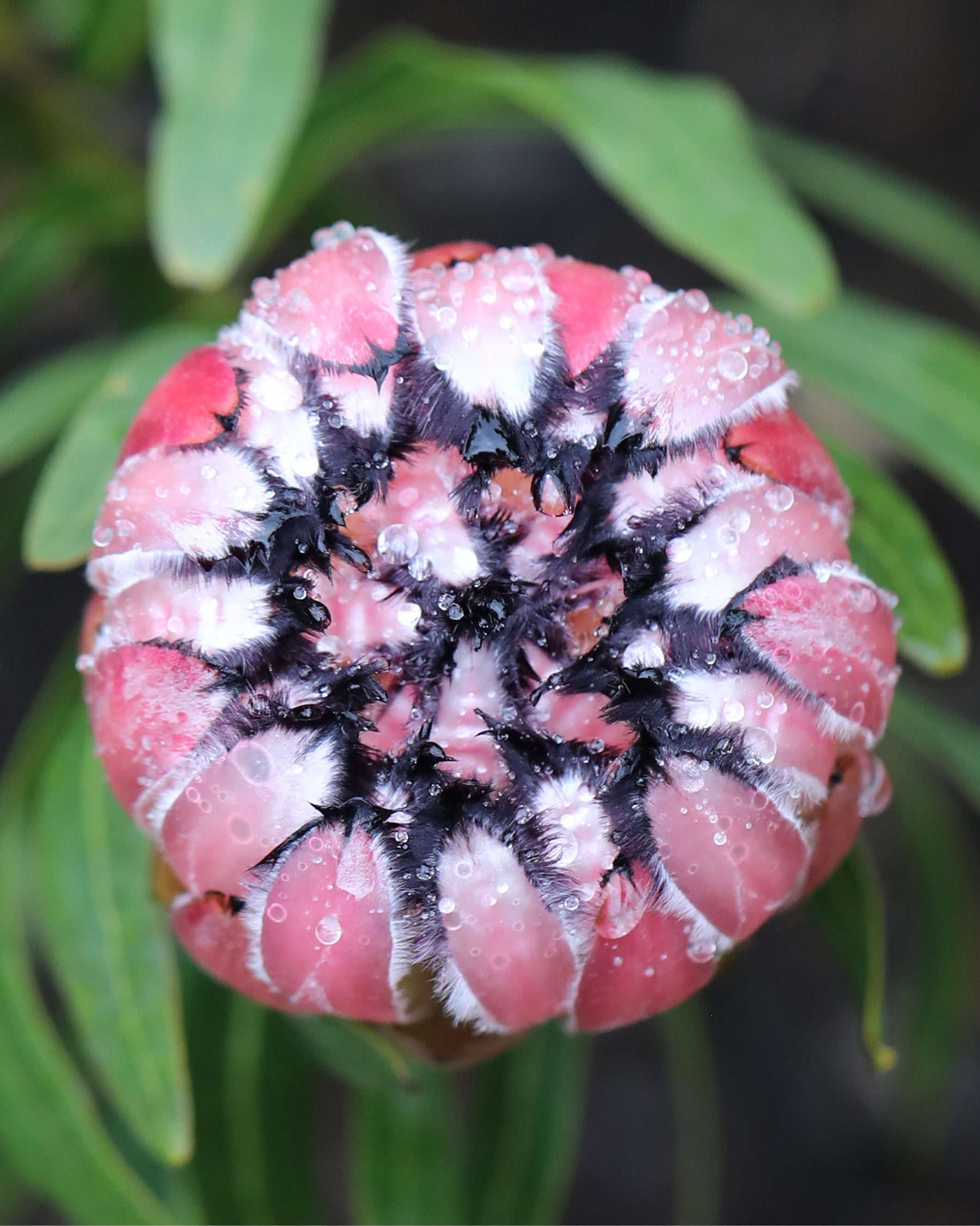 Protea Pink Mink